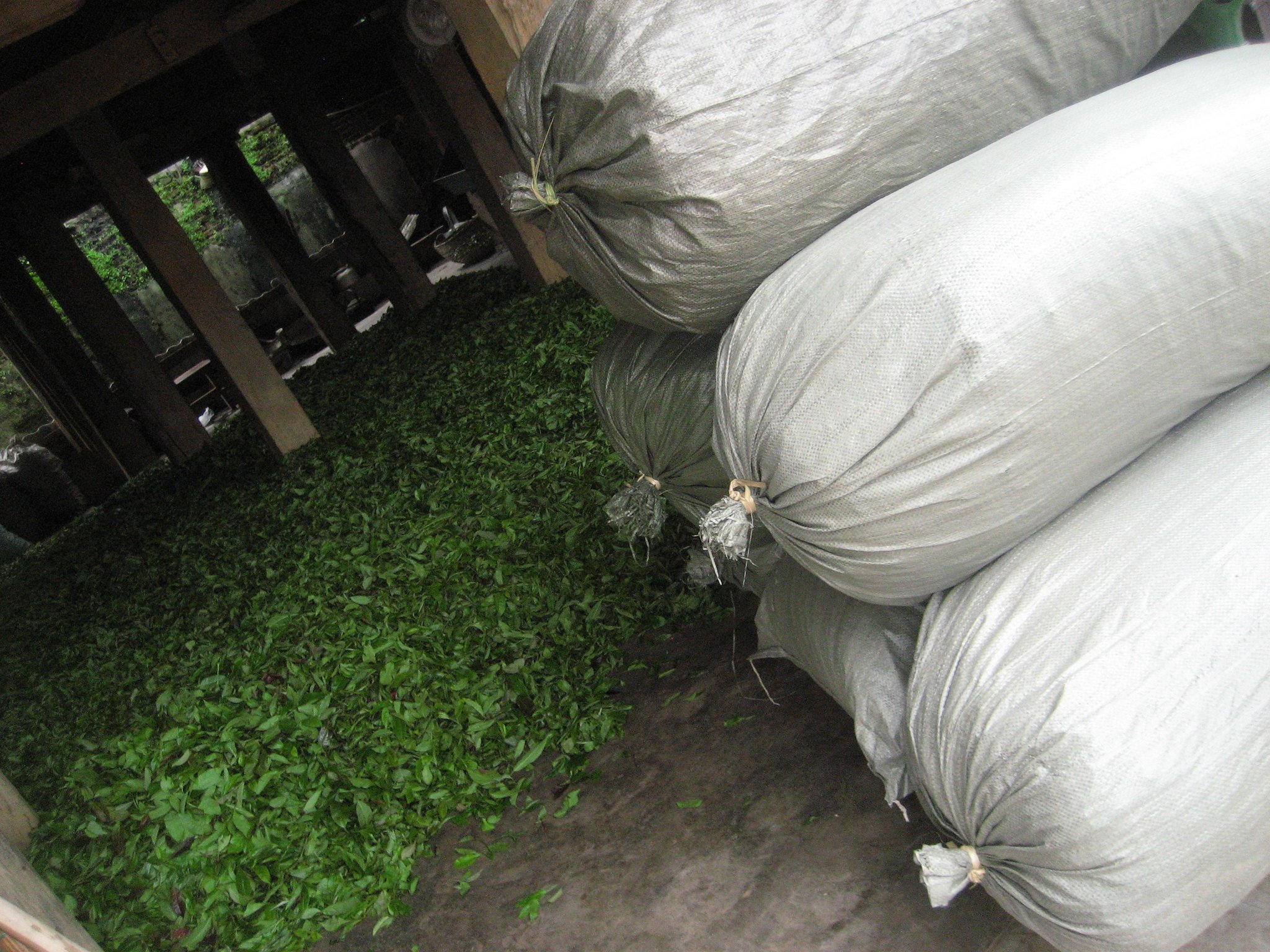 Bags of Withered and Dried Tea Ready to Sell