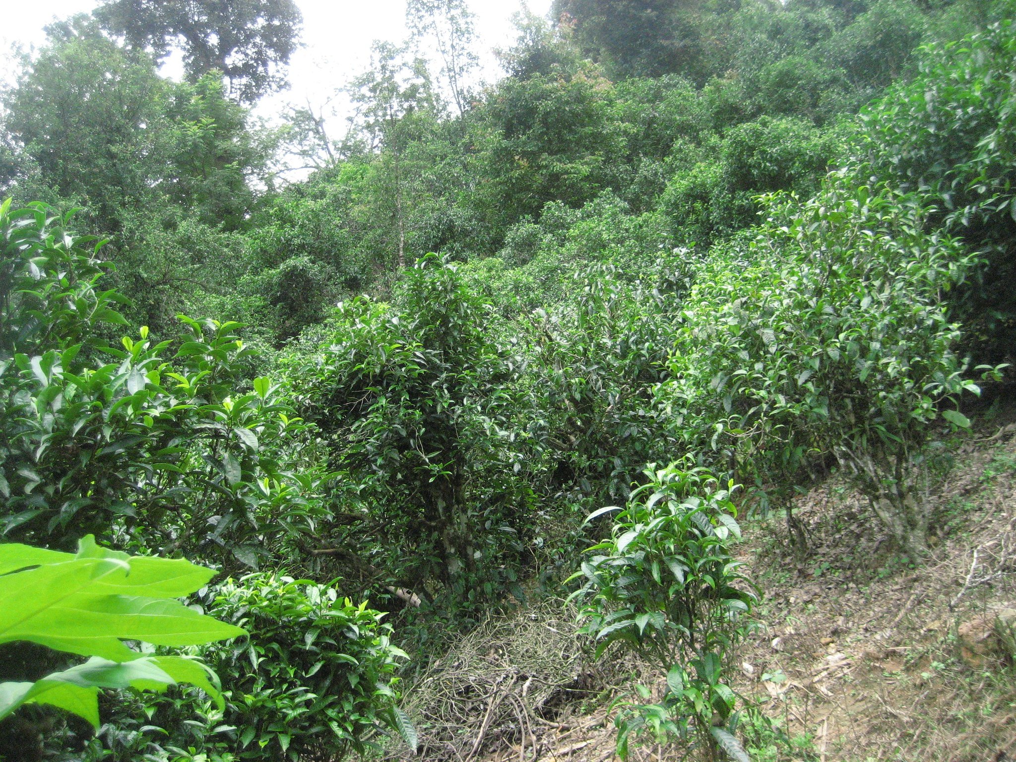 Wild Tea Trees