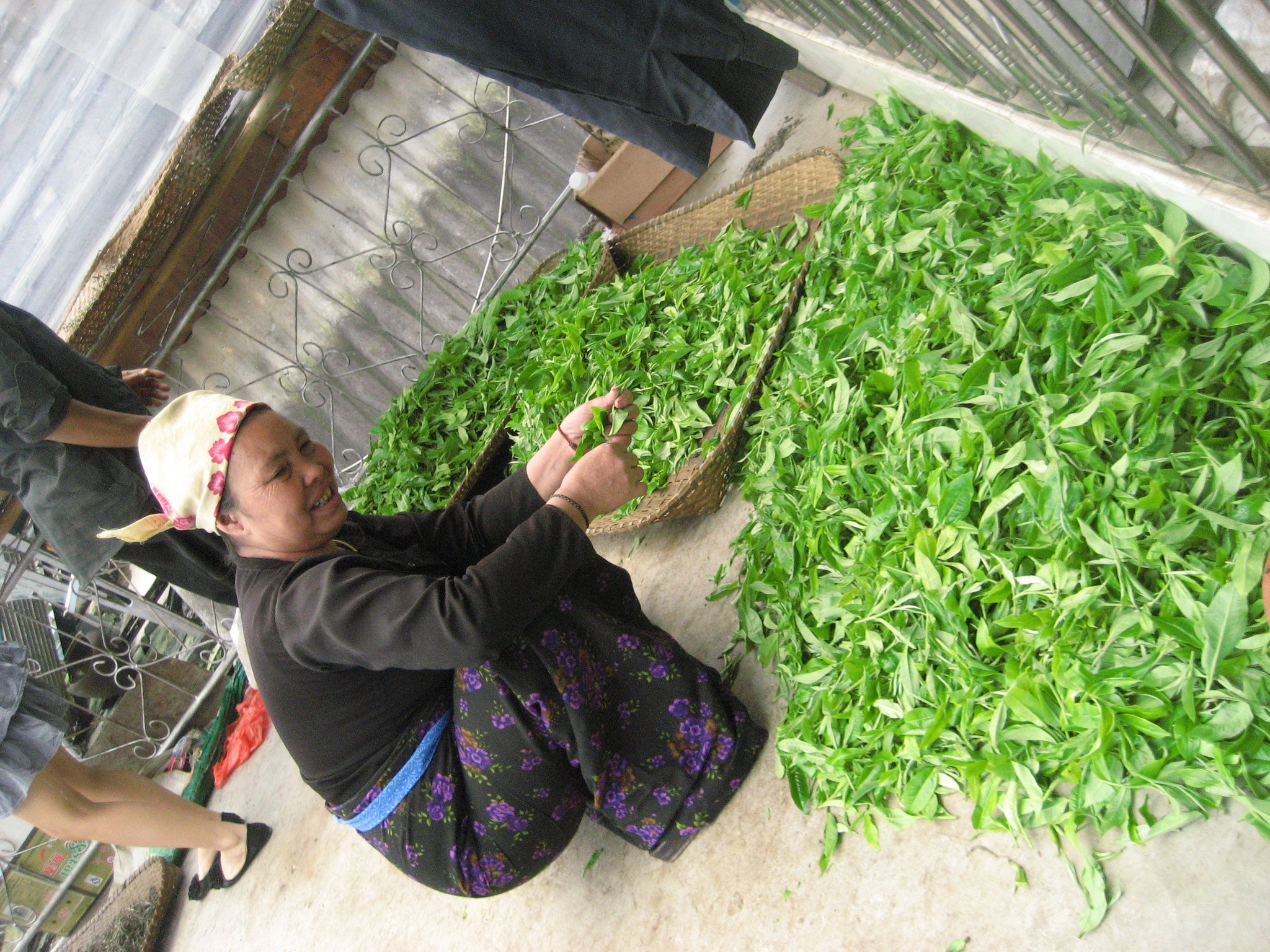 Villagers Withering Freshly Picked Leaves