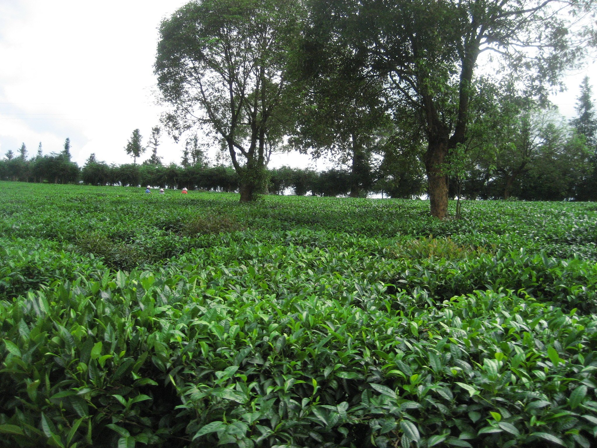 More Tea Cultivated at the Tea Research Institute