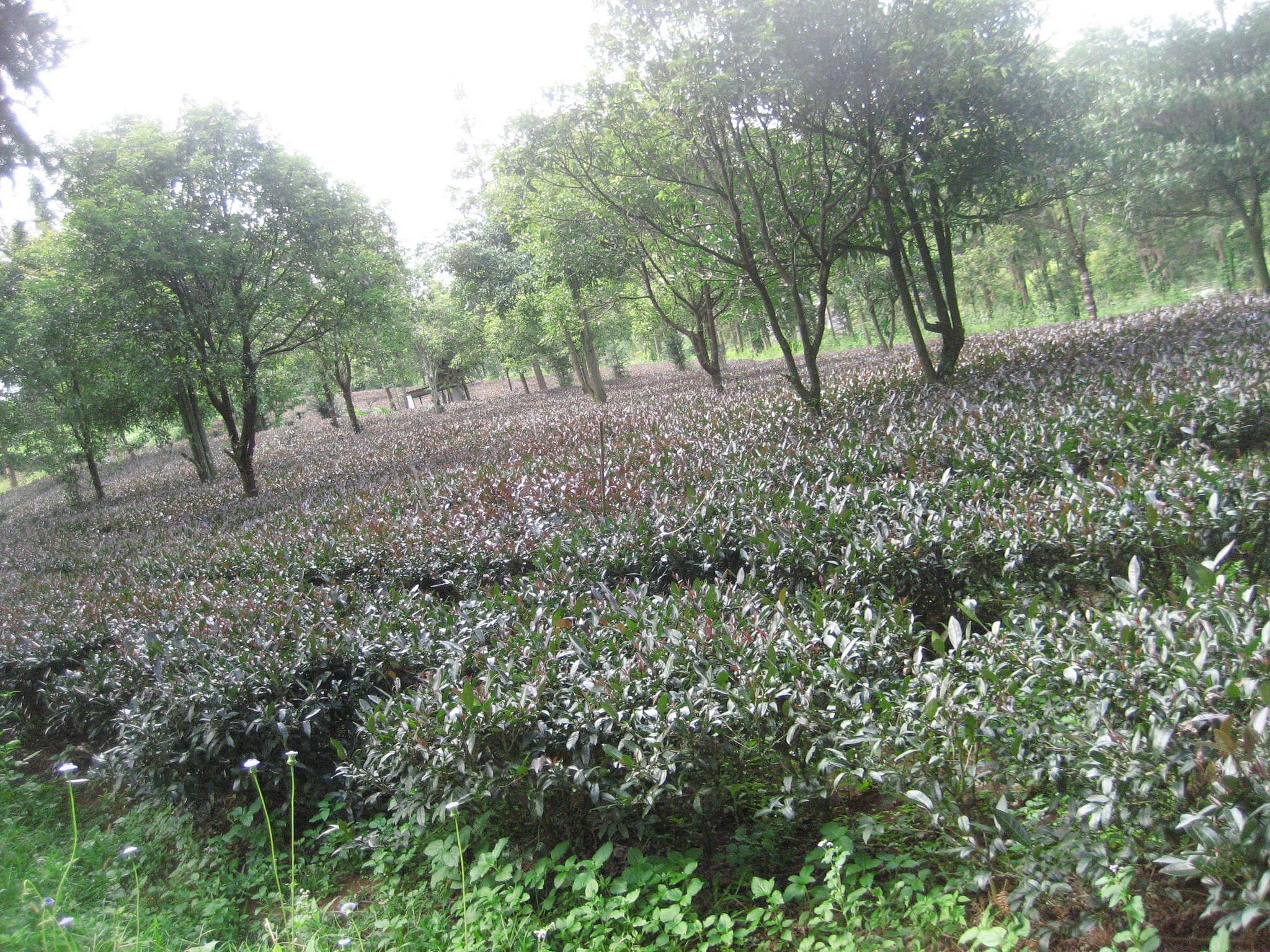 Tea Cultivated at the Yunnan Tea Research Institute