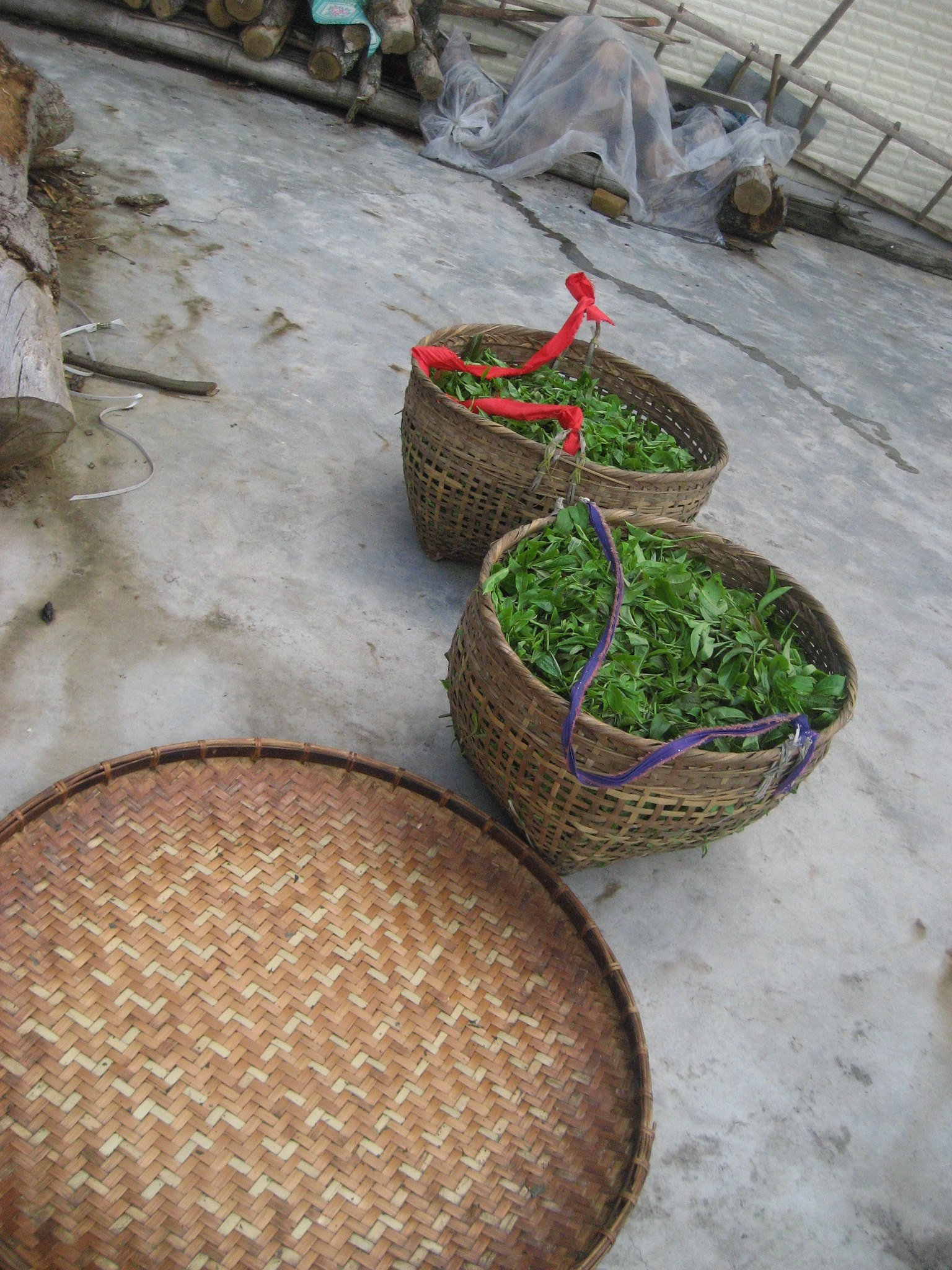 Two Baskets of Freshly Picked Leaves