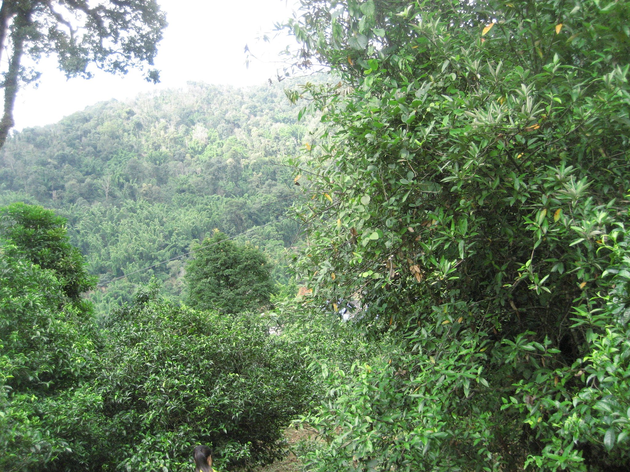 Forest Where Tea Trees Grow Wild