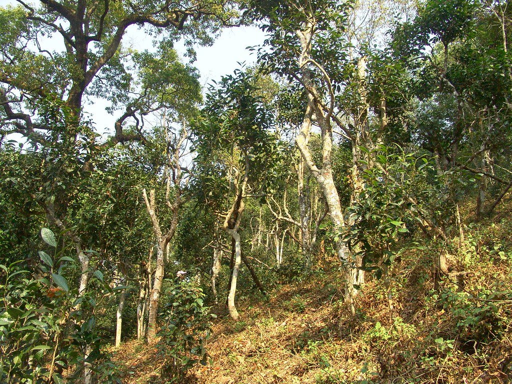 Ancient Tea Trees on Bulang Mountain