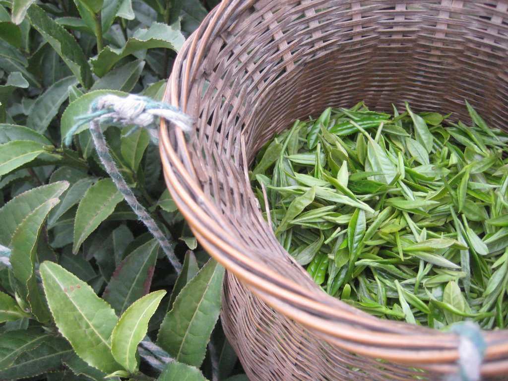 Freshly Picked Tea Leaves