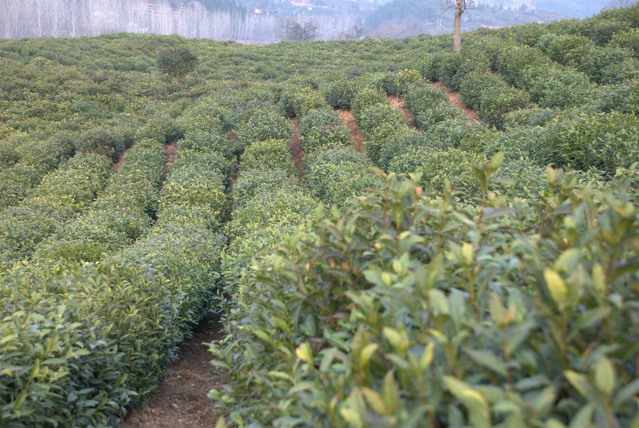 Rows of Tea Bushes 