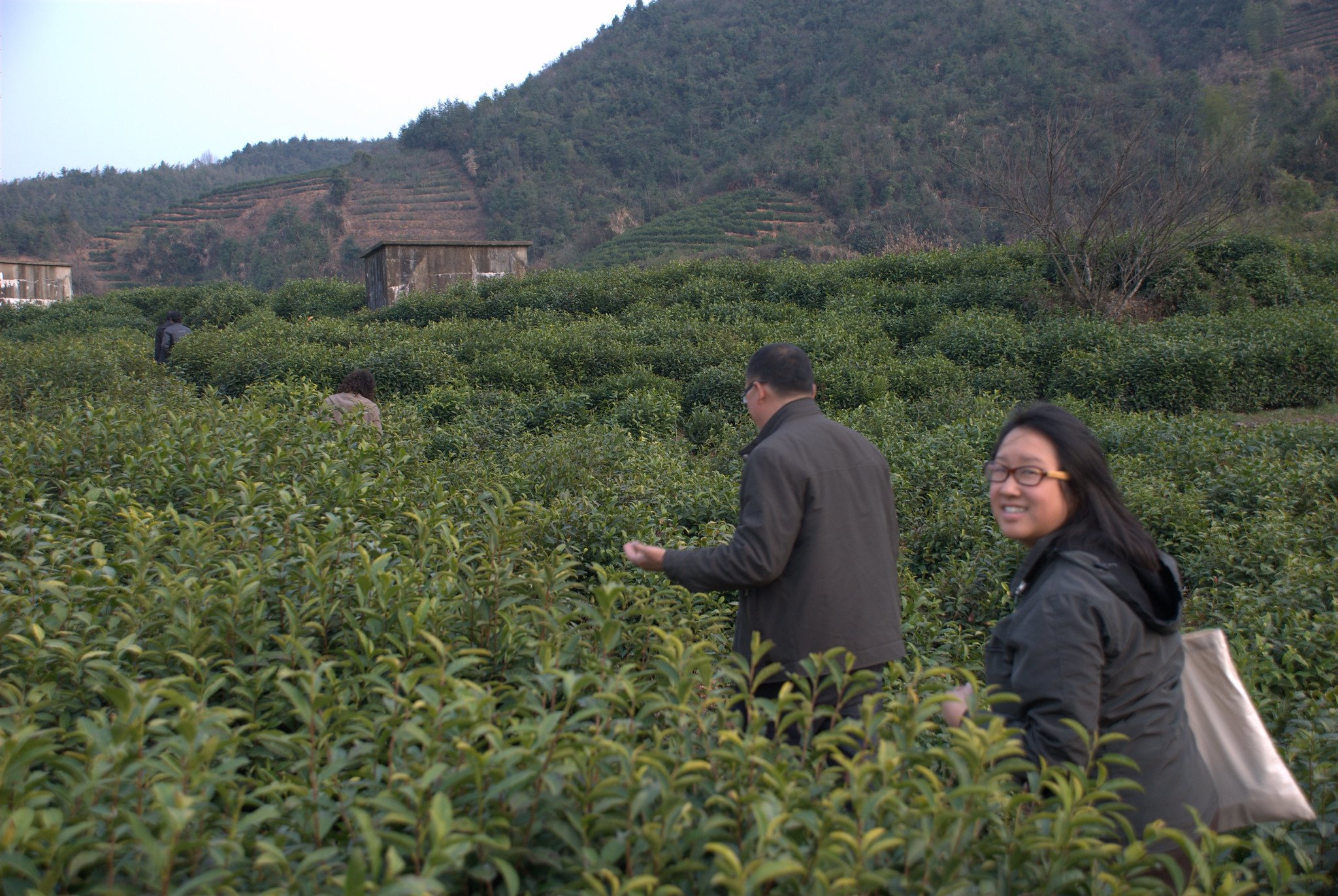 Following Local Producer to the Tea Bushes