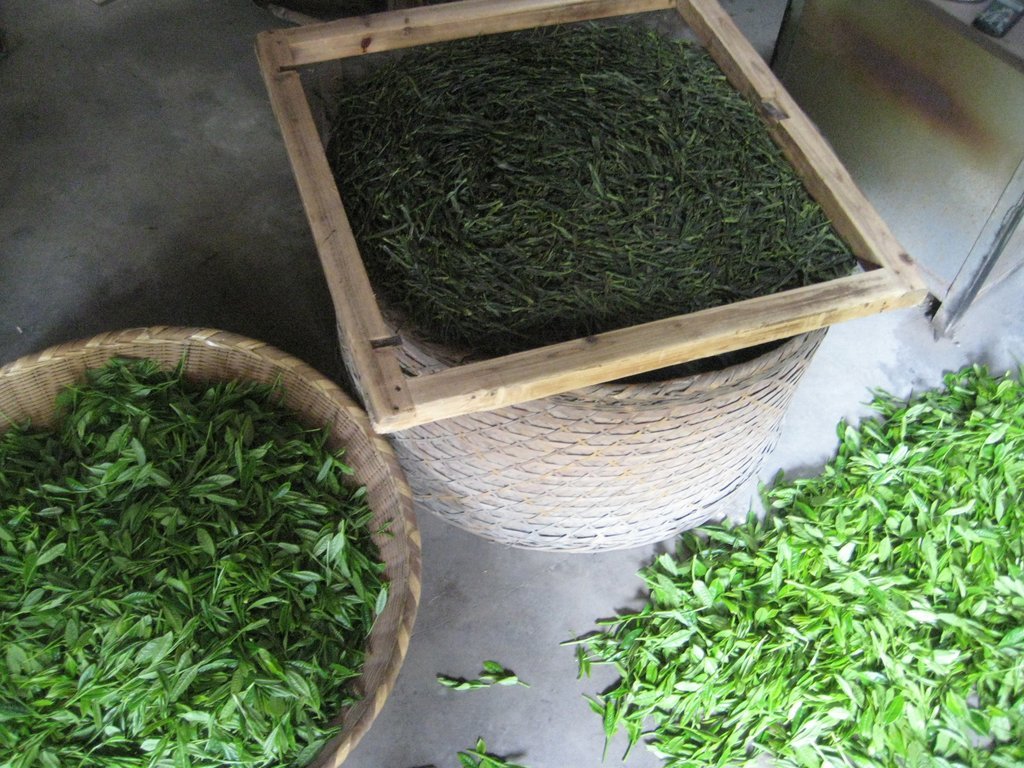 Green Tea Leaves in Stages of Finishing