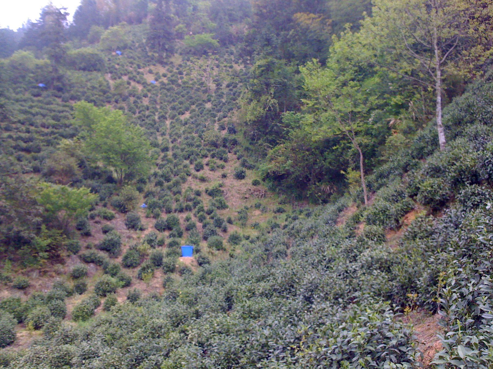 Tea Bushes Grown near Huangshan