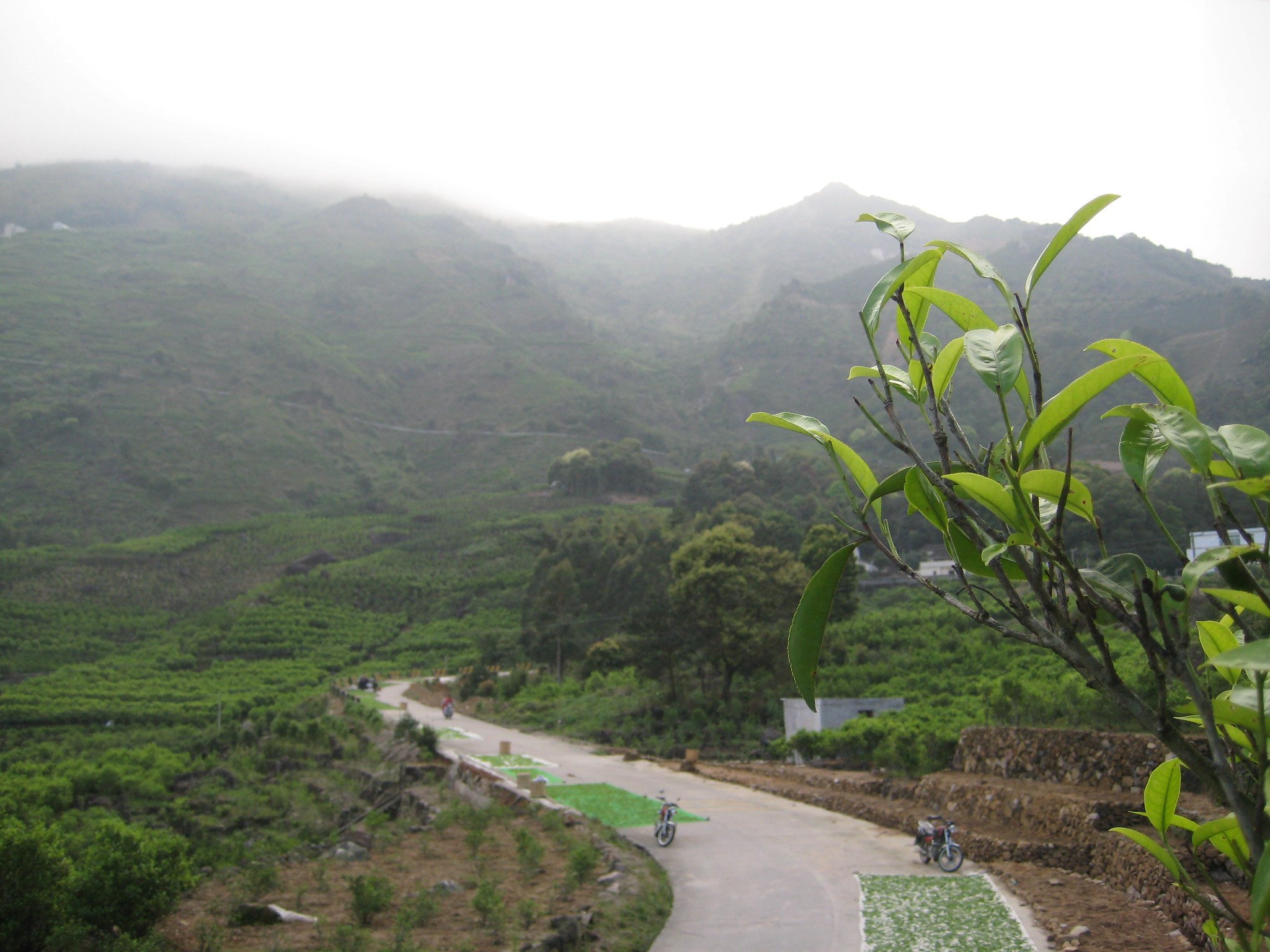 Withering Tea on the Roads