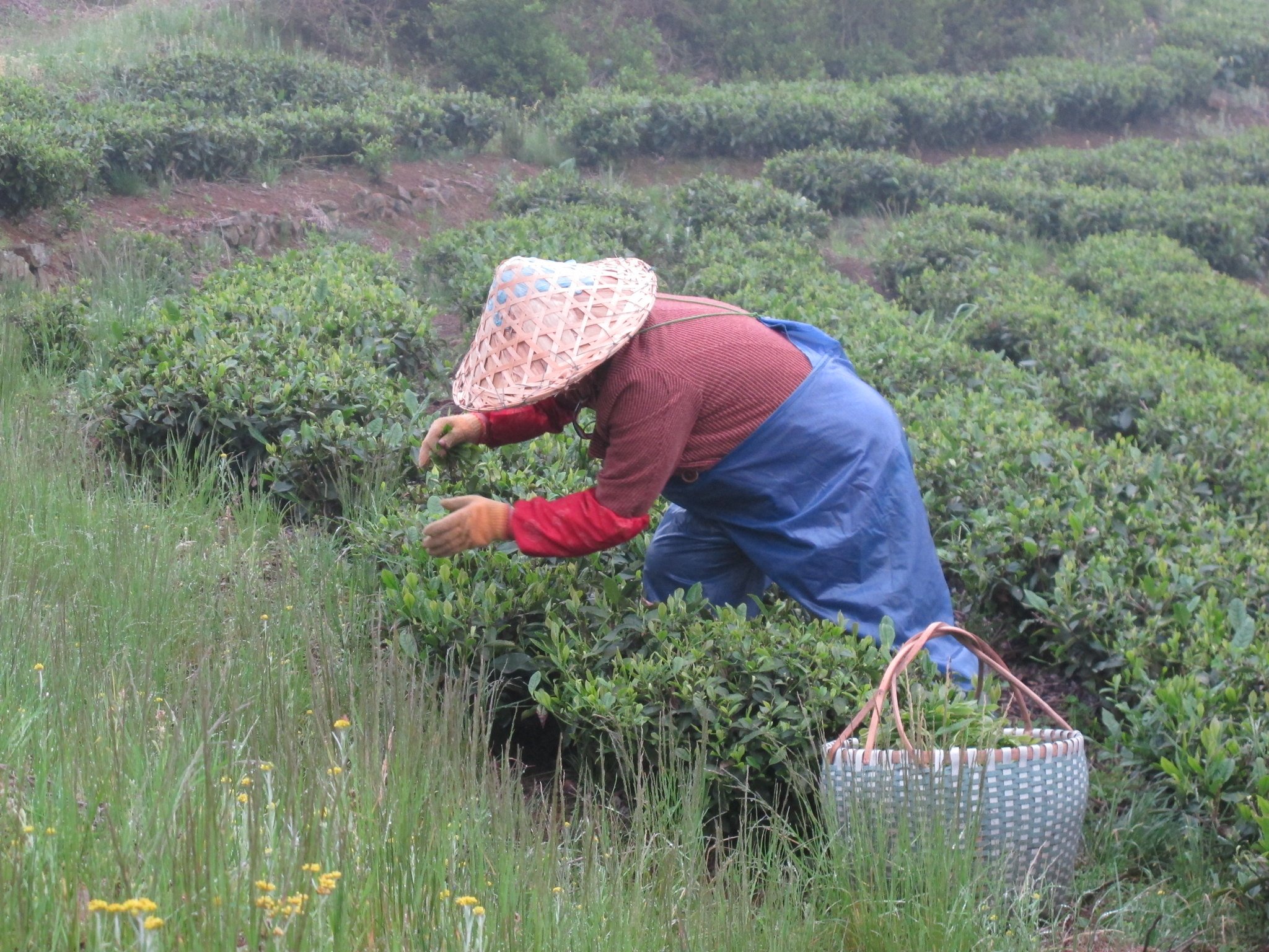 Tea Picker Harvesting Spring Tea Leaves