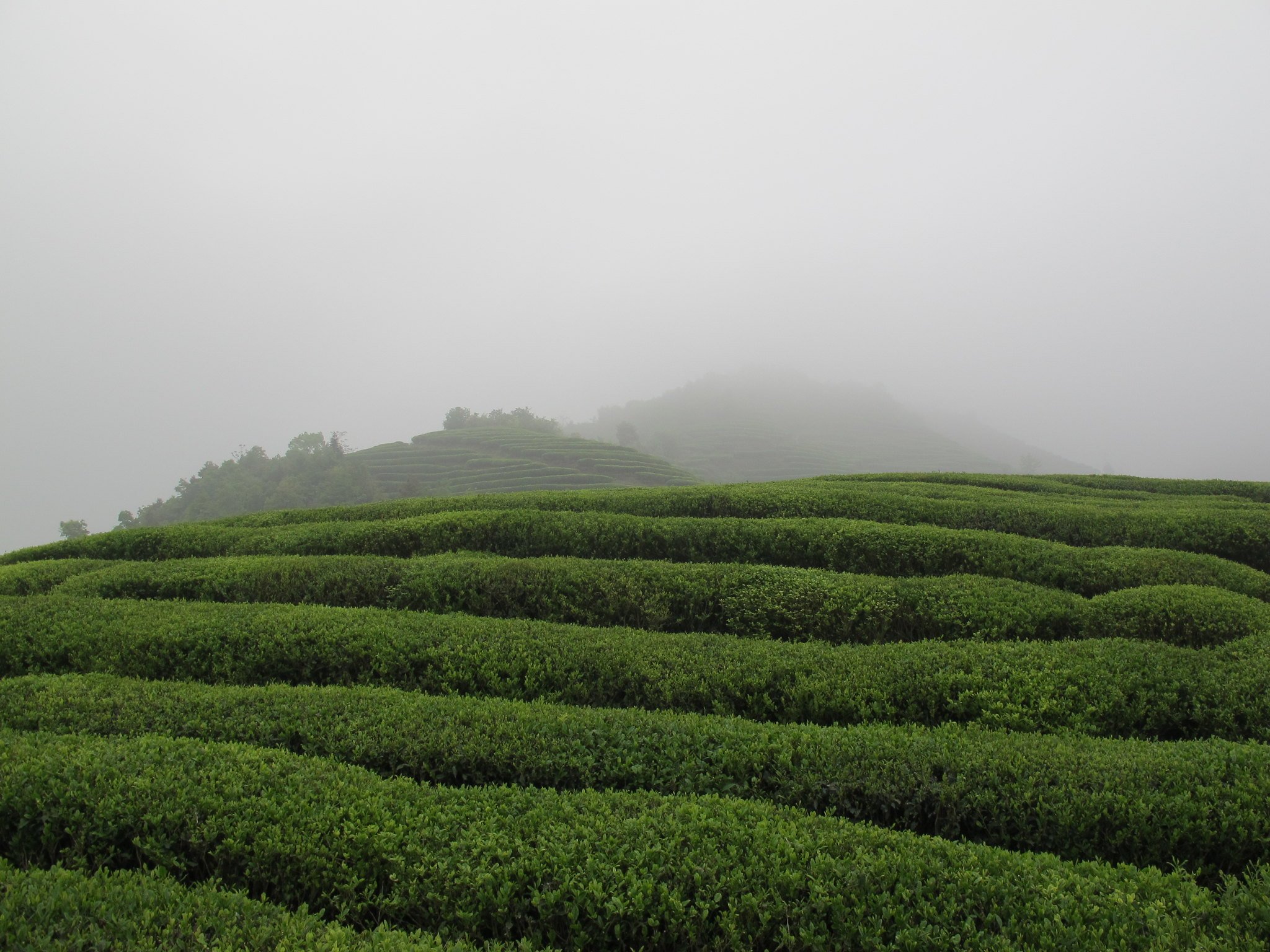 Misty Cloud Cover over the Rows of Tea Bushes