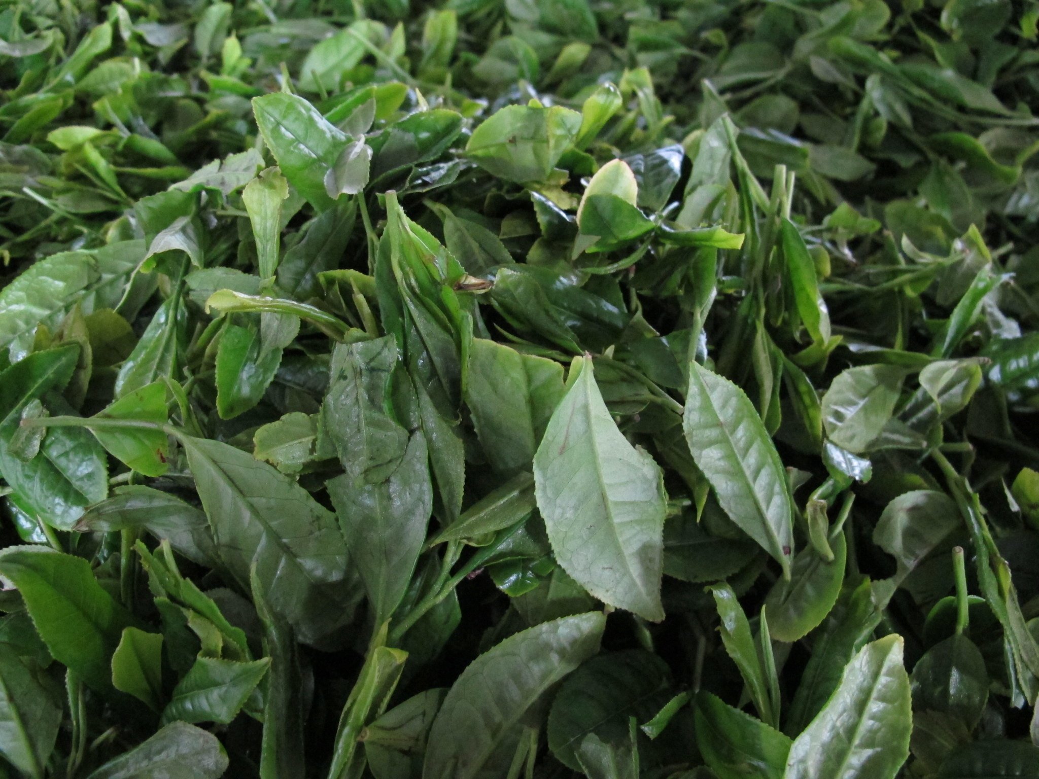 Freshly Picked Tea Leaves Withering