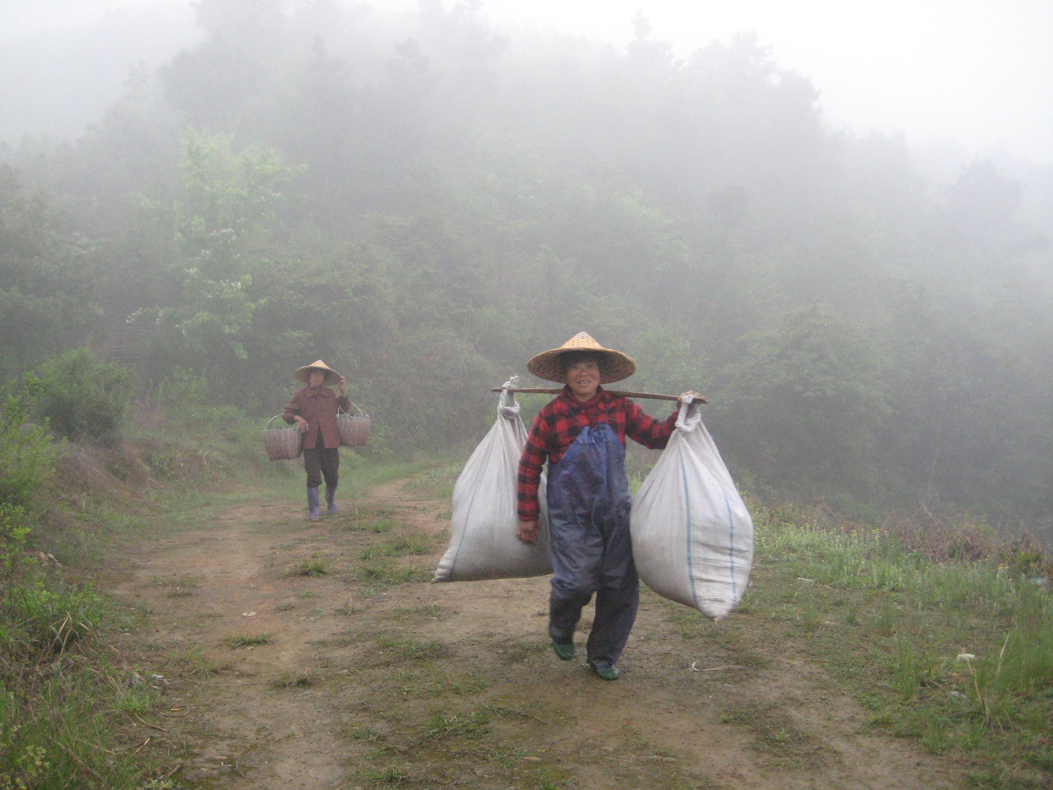 Carrying Morning's Tea Harvest