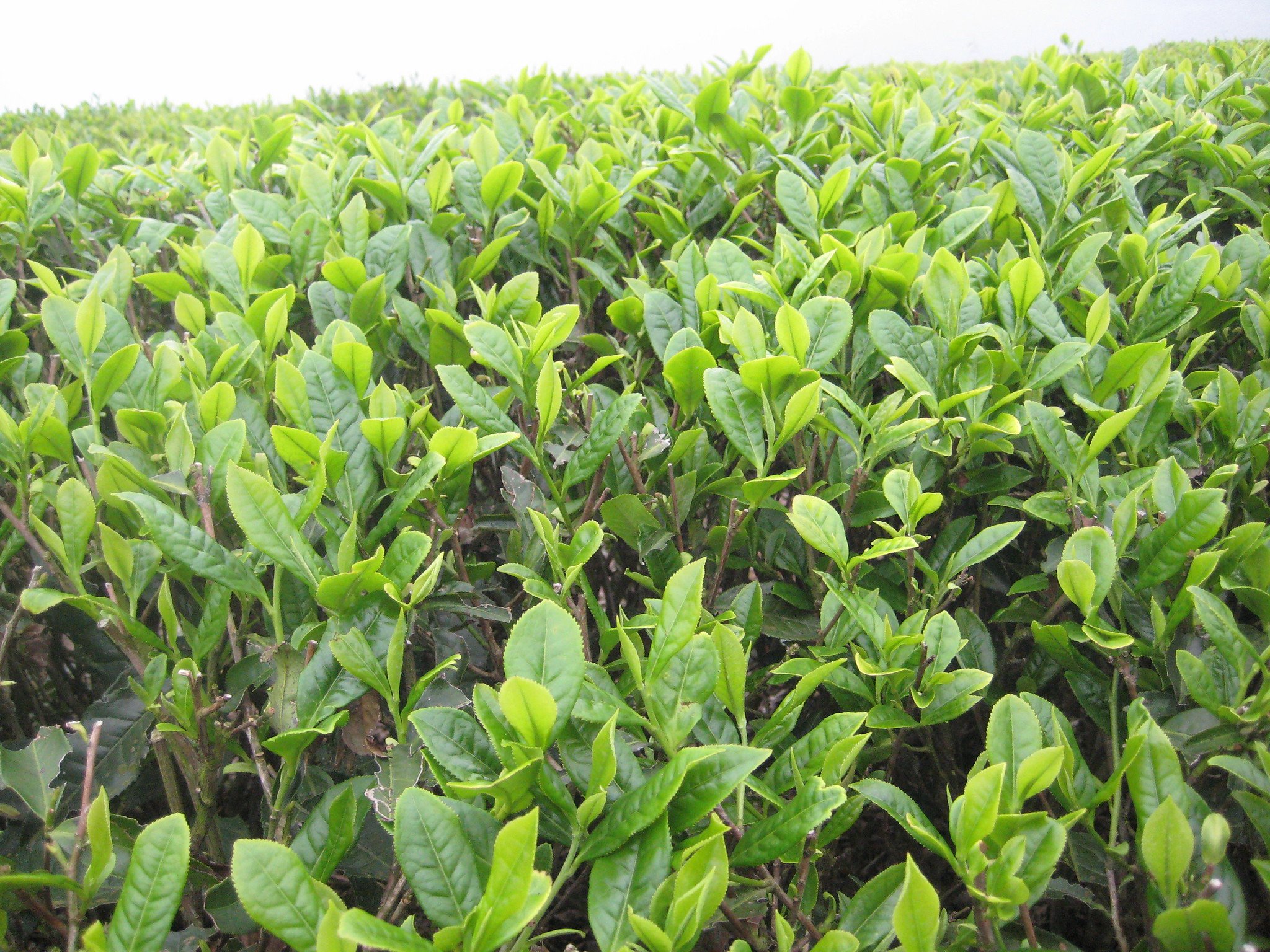 Close-Up on Tea Leaves Still on the Bush