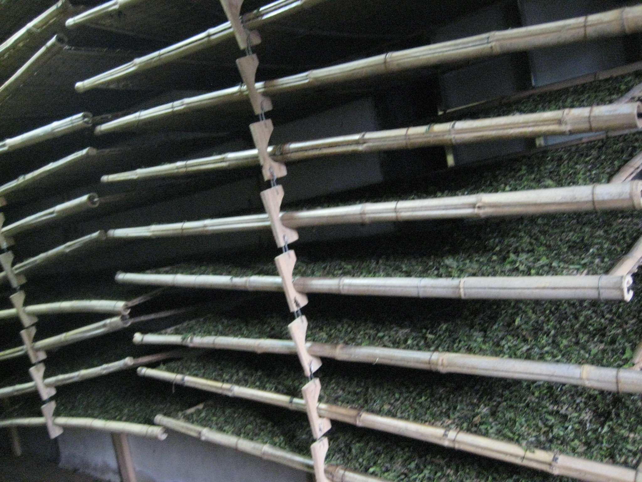 Tea Leaves Undergoing Controlled Oxidation