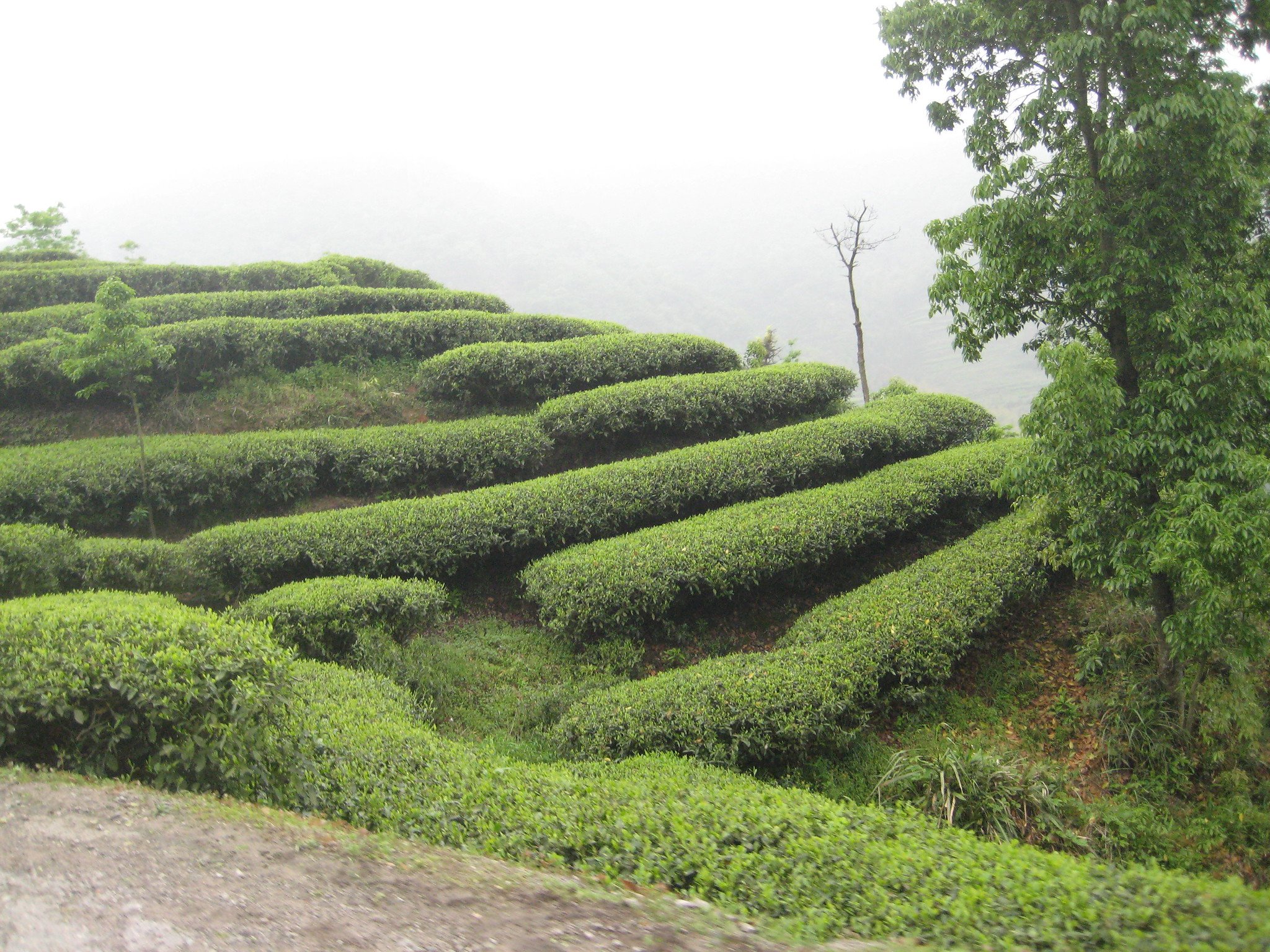 Rows of Tea Bushes