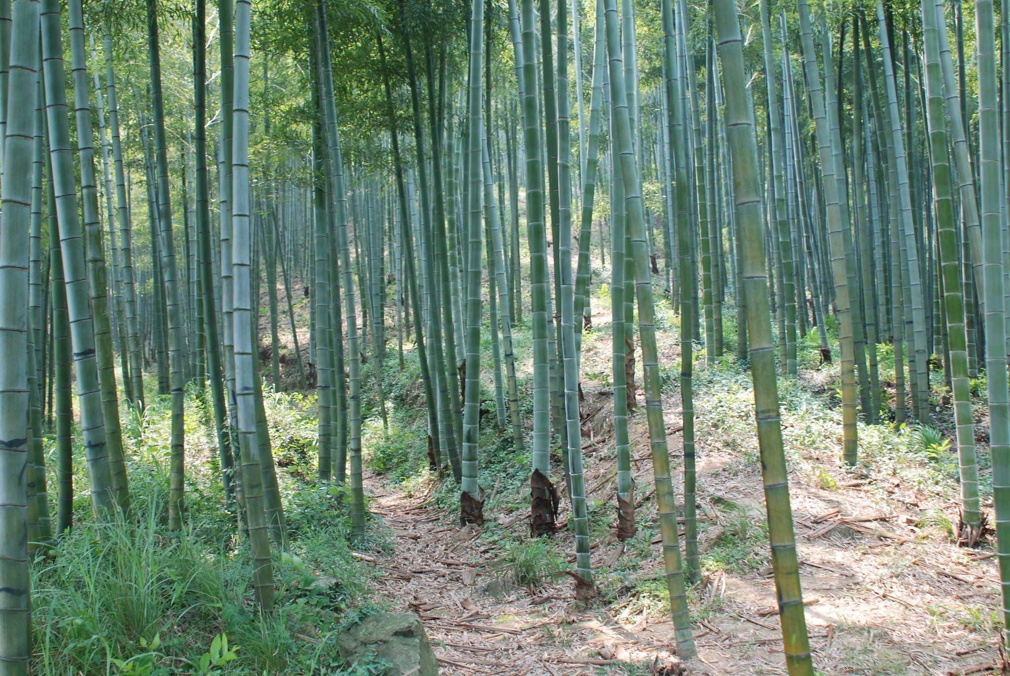 Bamboo Forest Nearby