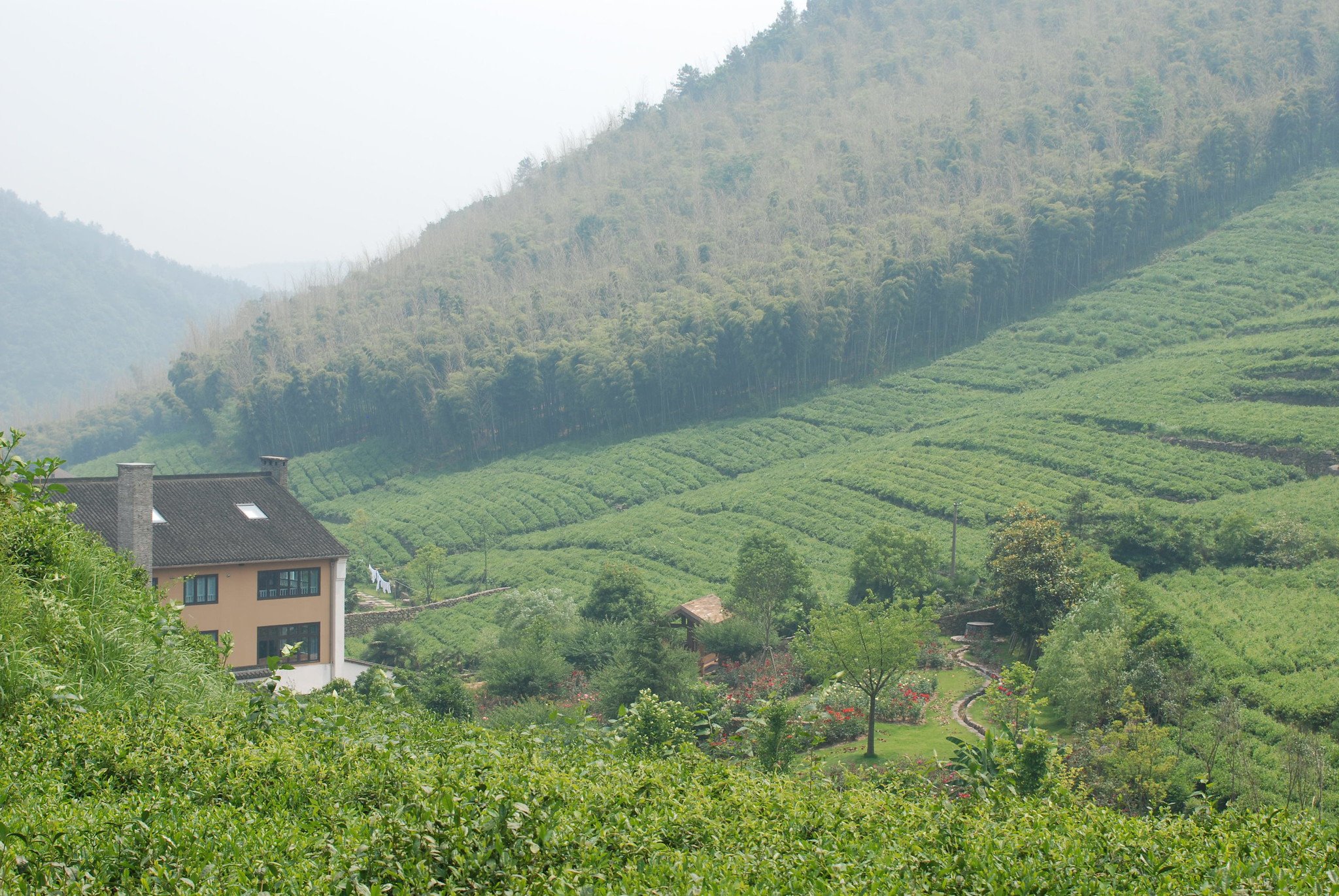 Retreat Surrounded by Tea Fields