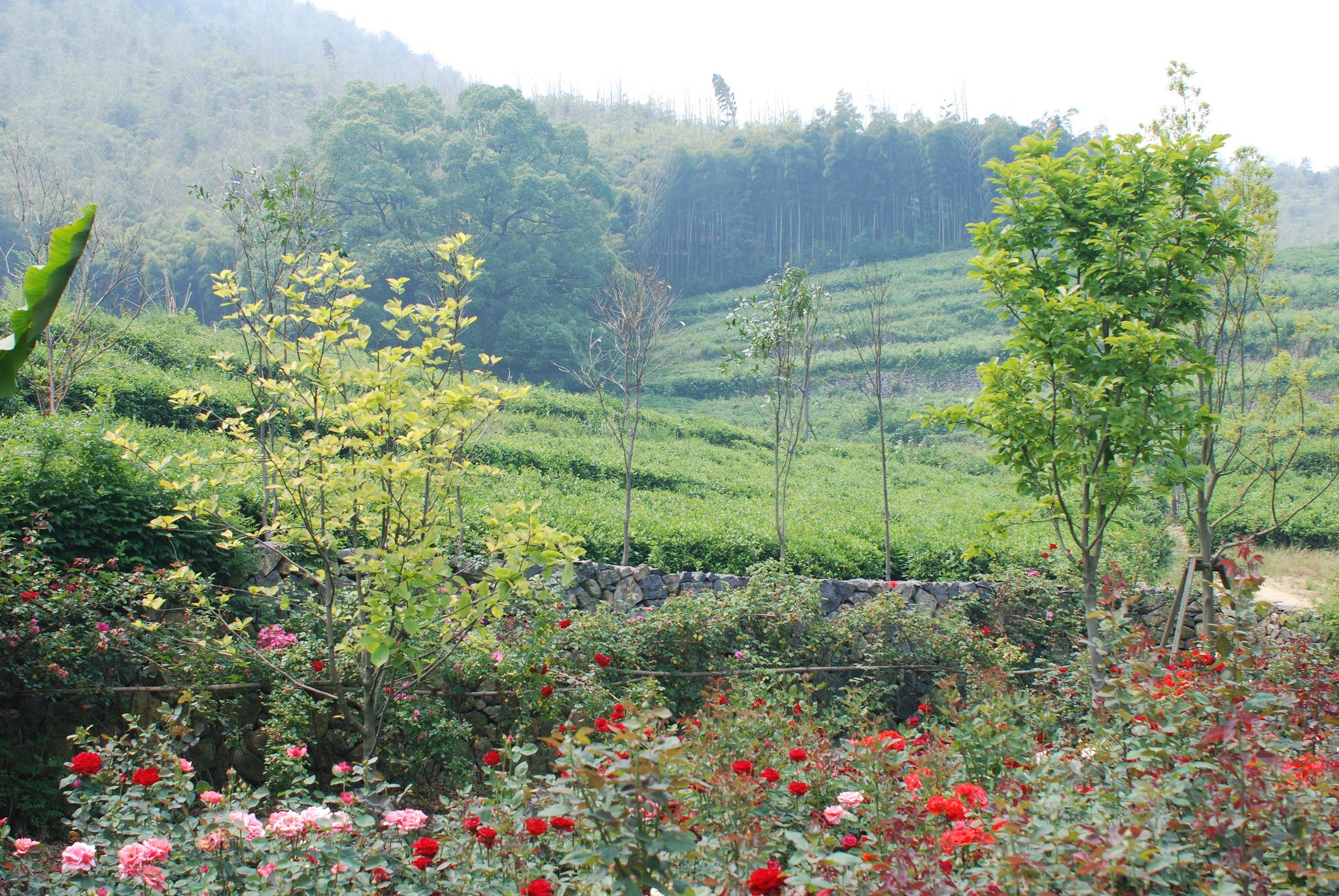Rose Garden and Rows of Tea Bushes