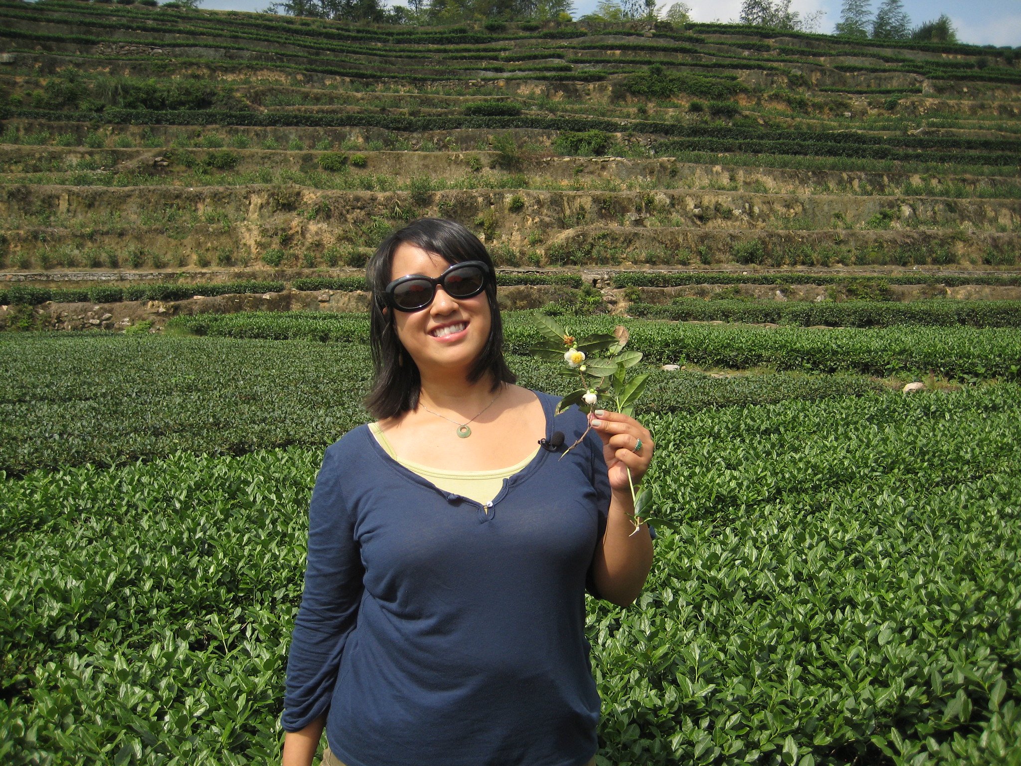 Tea Leaves AND the Tea Camellia Flower