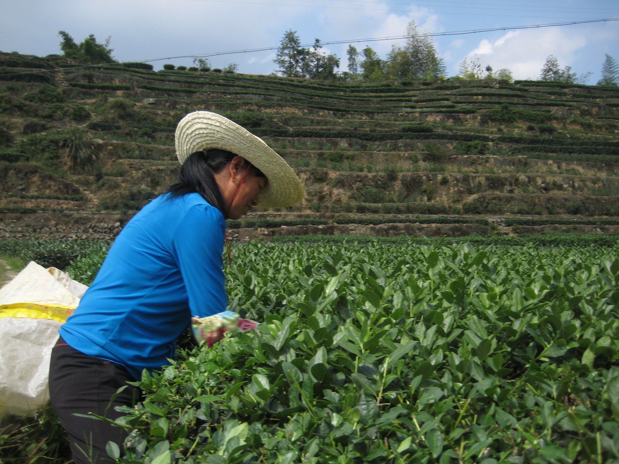 Mrs. Wang Plucking Tea Leaves