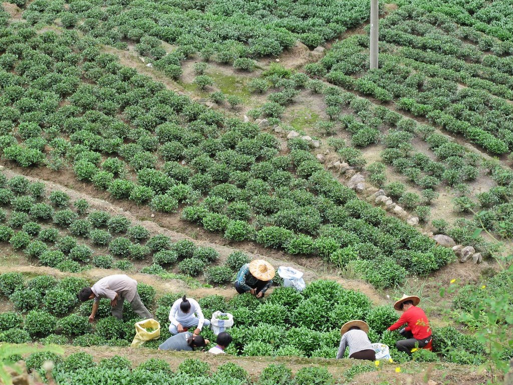 Tea Bushes Dotting the Soil