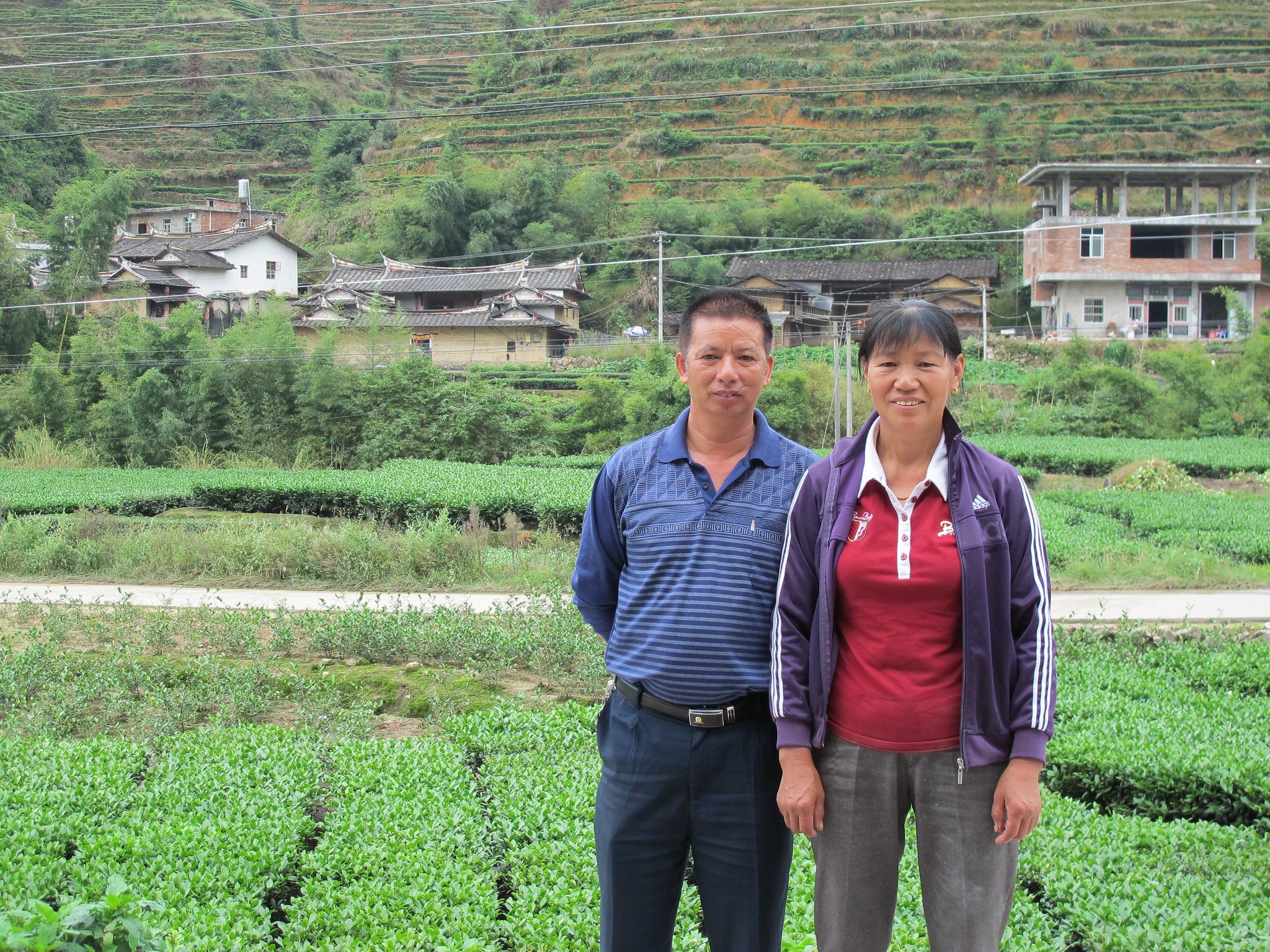 One Family's Personal Plot of Tea Plants