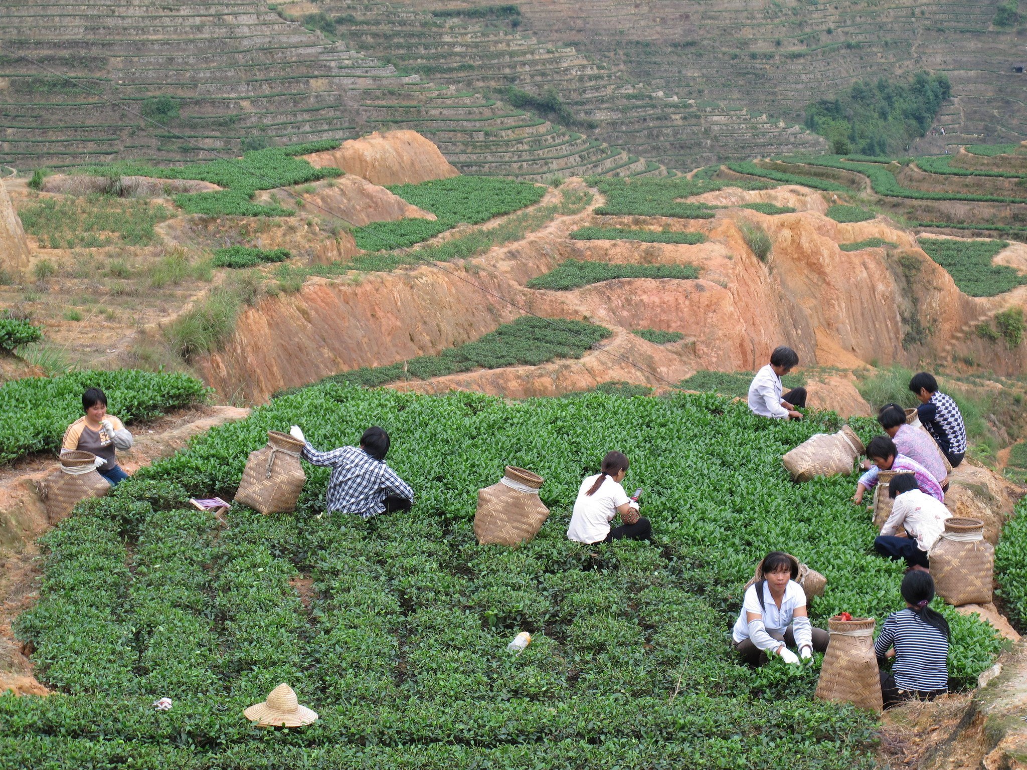 Tea Pickers at Fall Tea Harvest