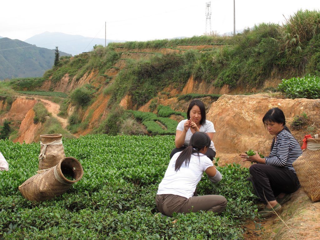 Chatting with Some Tea Pickers