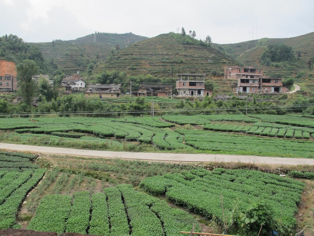 Their Tea Plot in their Village