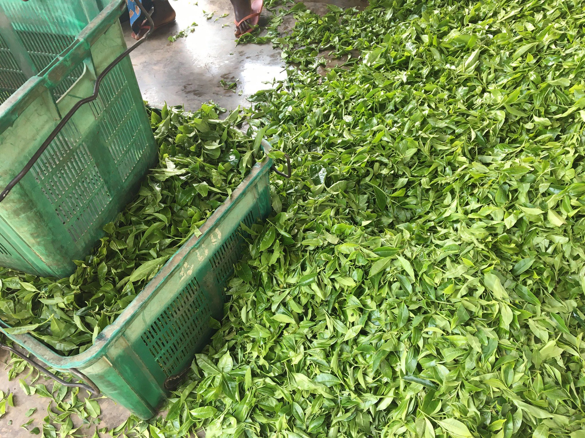 Freshly Picked Tea Leaves