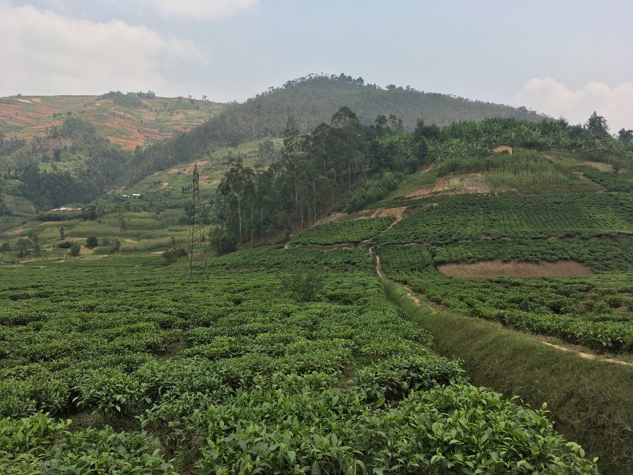 Tea Bushes Growing in the Mountains of Rwanda