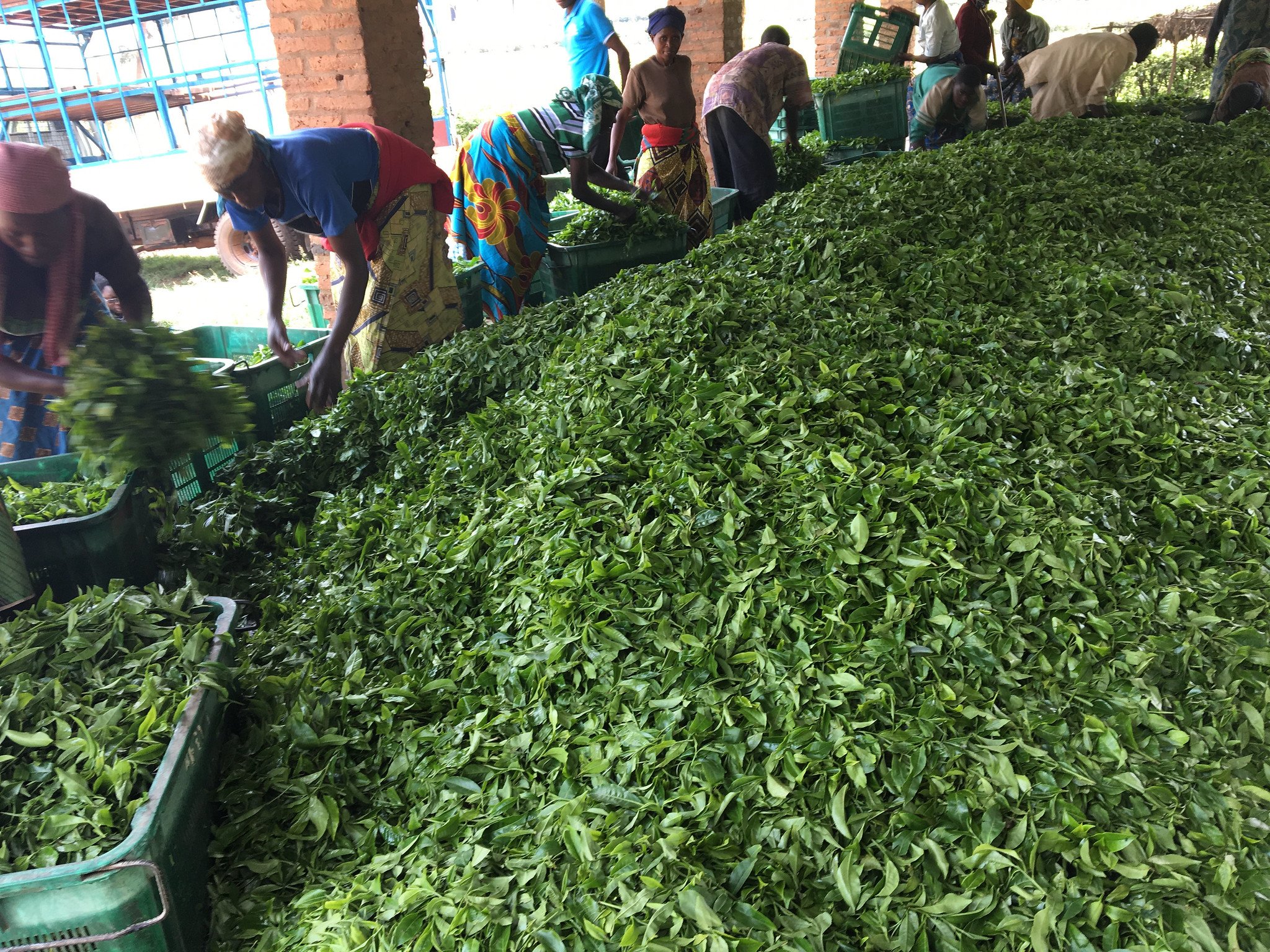 Workers Drop Off Their Morning's Work of Tea Picking for Withering