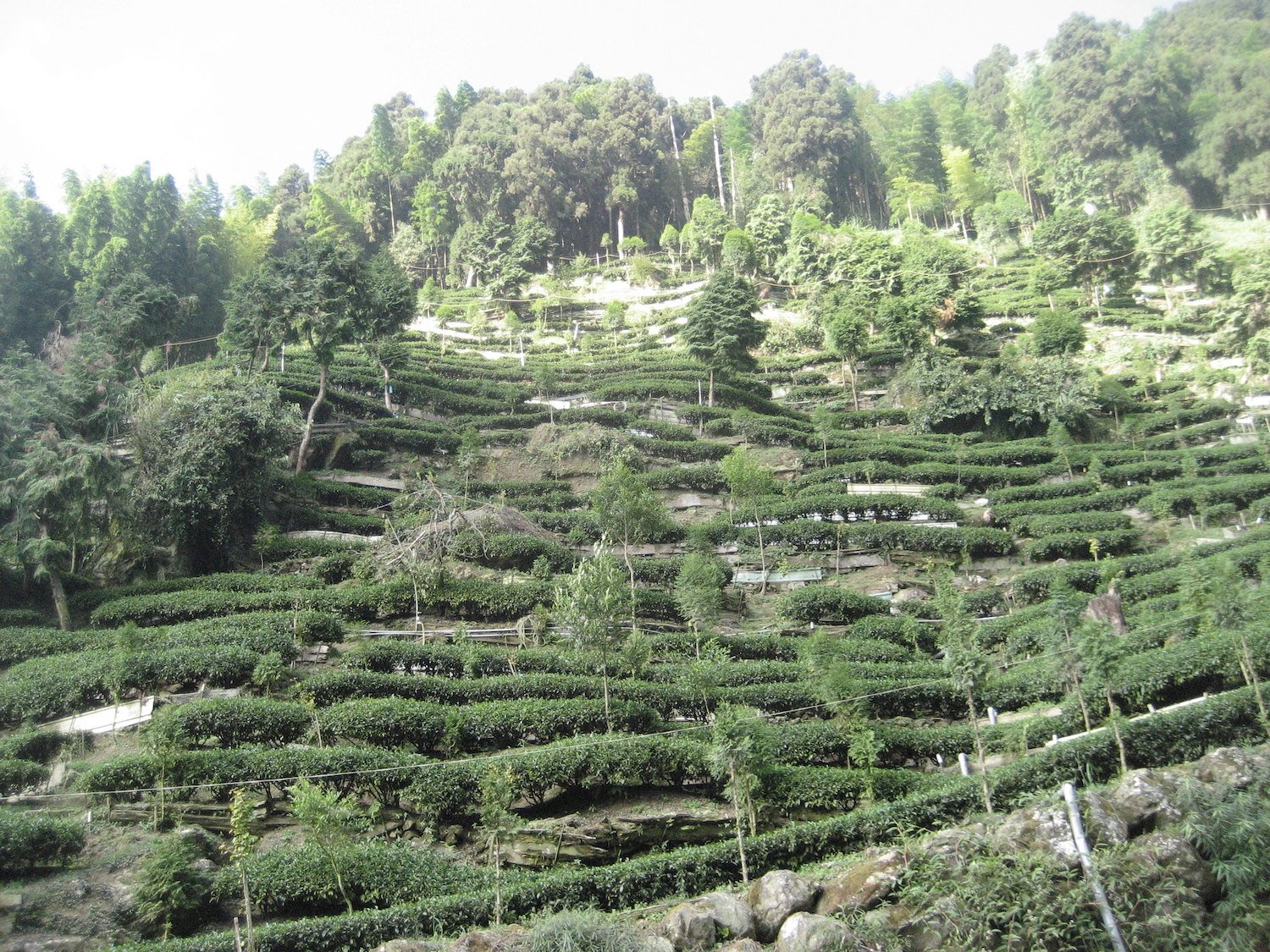 Beautiful Rows of Tea Bushes