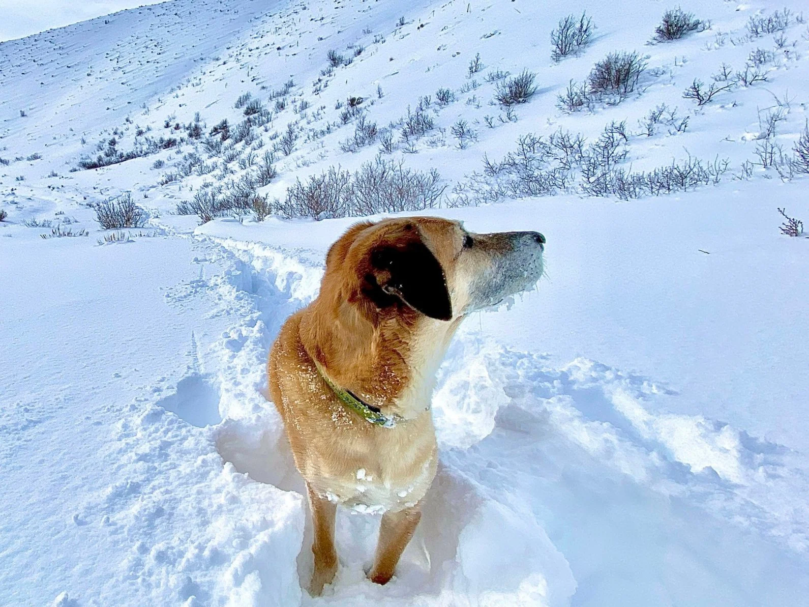 Clark (RIP Clark)