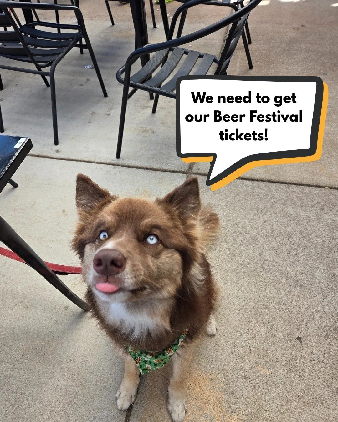 Yup, good pup! You do need to grab those Beer Festival tickets before prices increase! Stop by our FREE wine tasting today from 4:30-6:30pm to purchase your tickets in person, or vist the link in our bio. 🐾

#ApexNC #ApexNCEvents #CaryNC #CaryNCEven