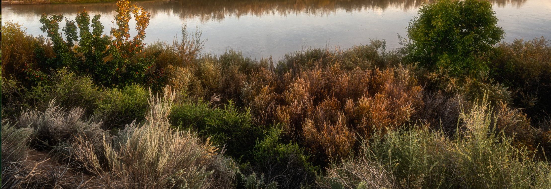 Local Landscape.png