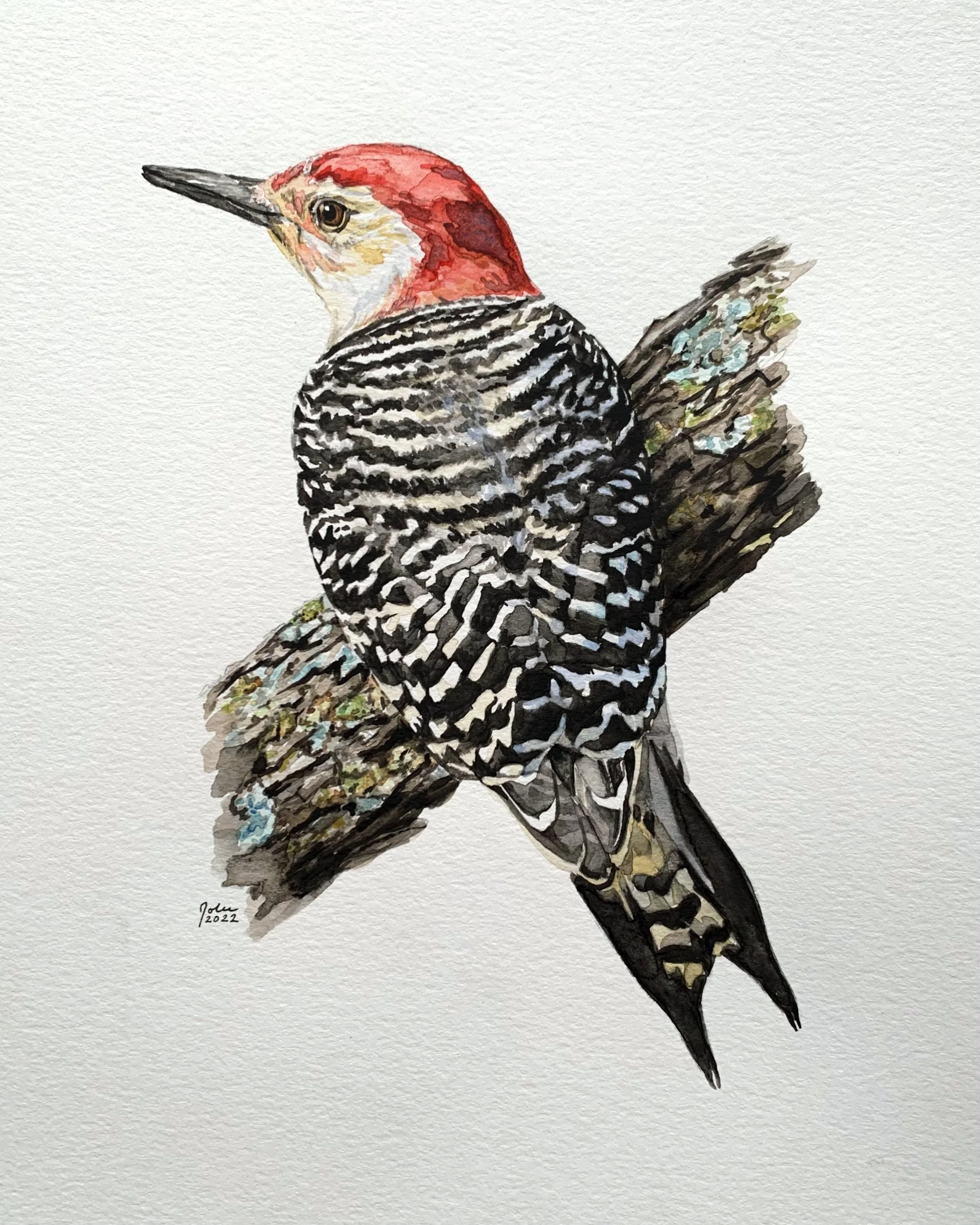 Red-Bellied Woodpecker