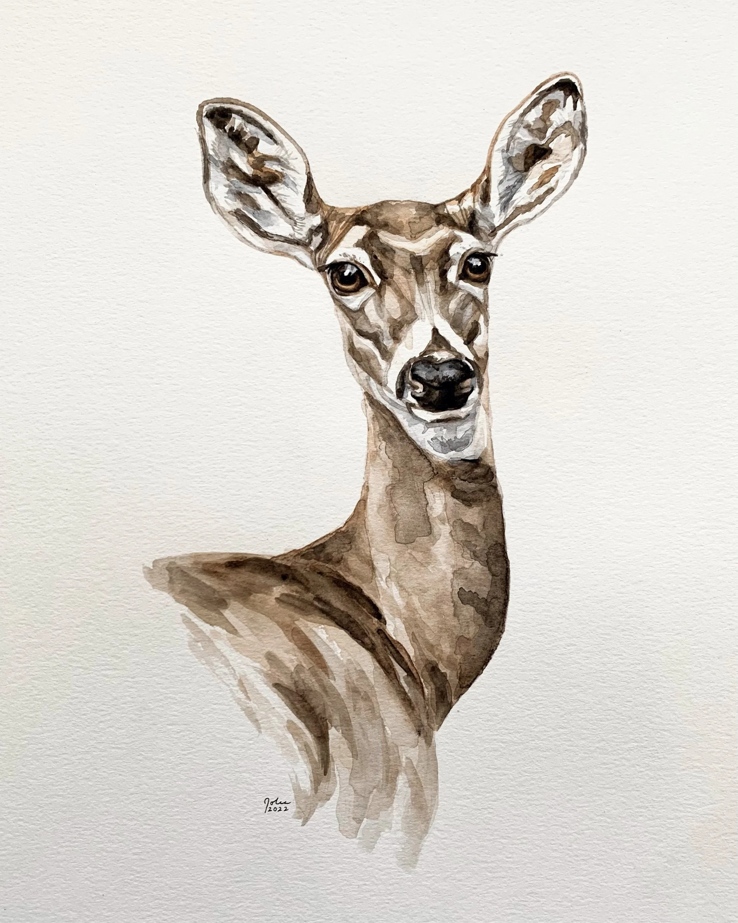 Whitetail Doe