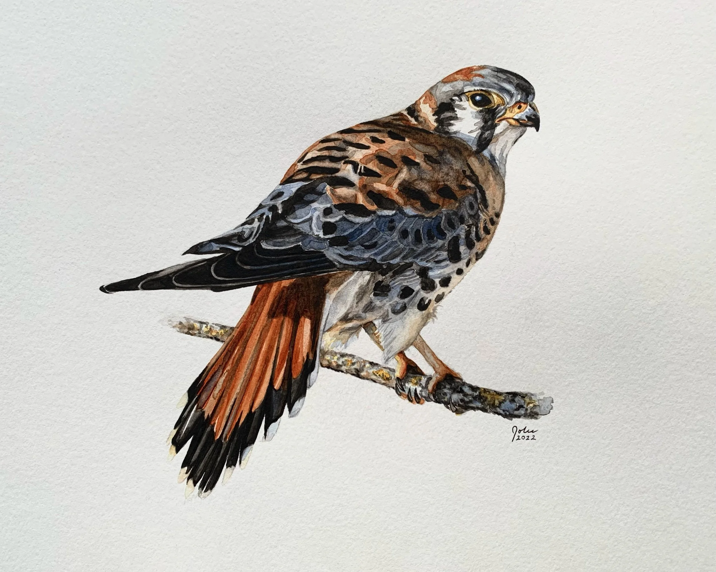 American Kestrel