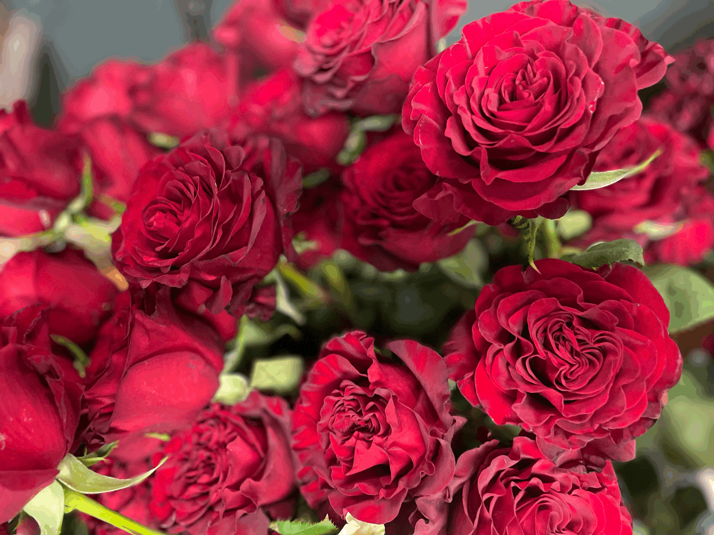 The Dozen / Half Dozen