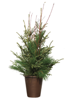 Spruce Top Planter