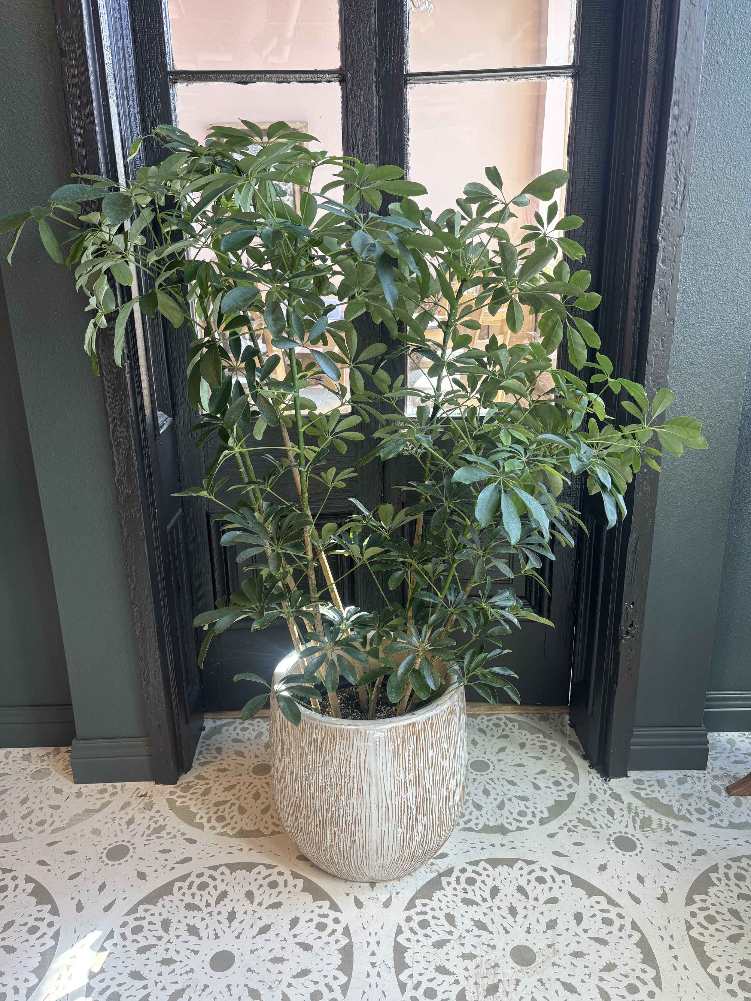 XL Umbrella Plant in Stoneware Pot