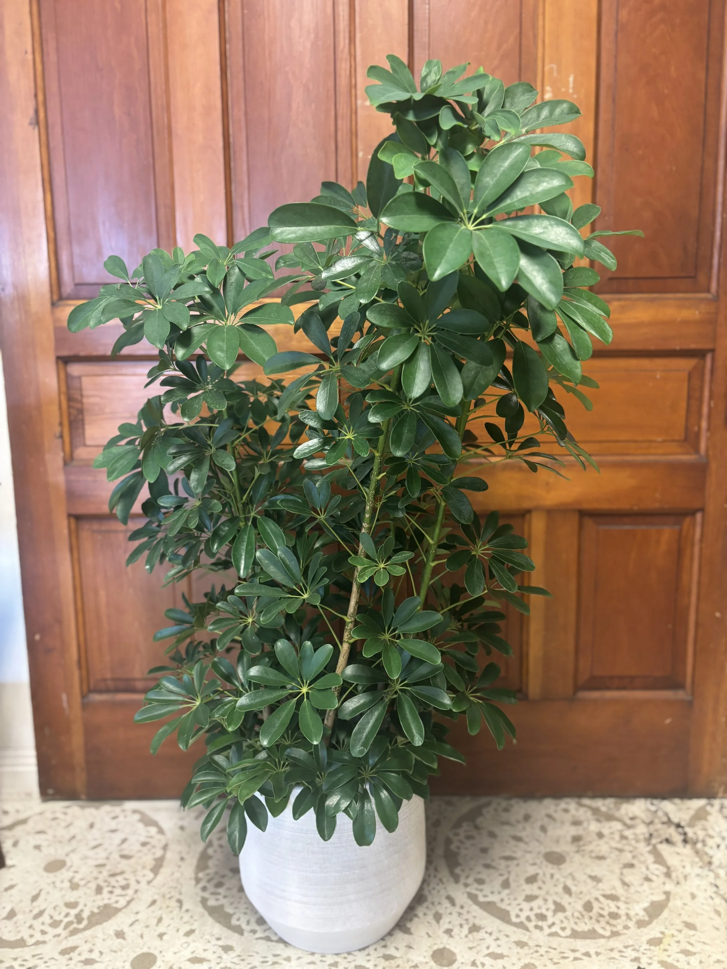 giant umbrella plant .jpg