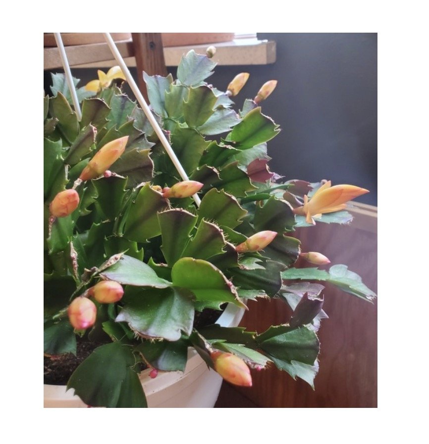 Christmas Cactus