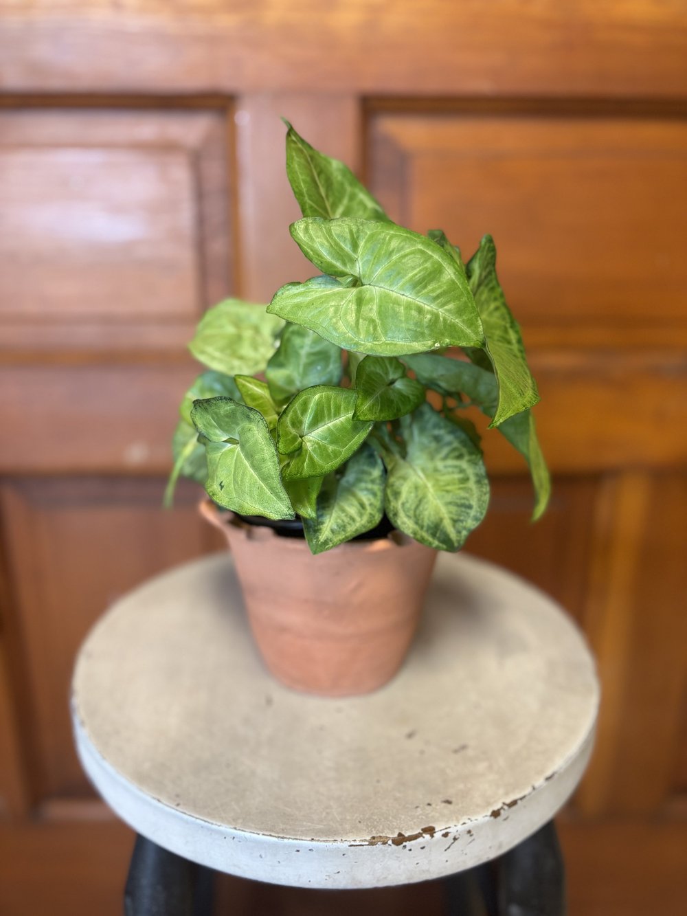 pothos flowers Pothos Golden – Jungle & Loom main image 1