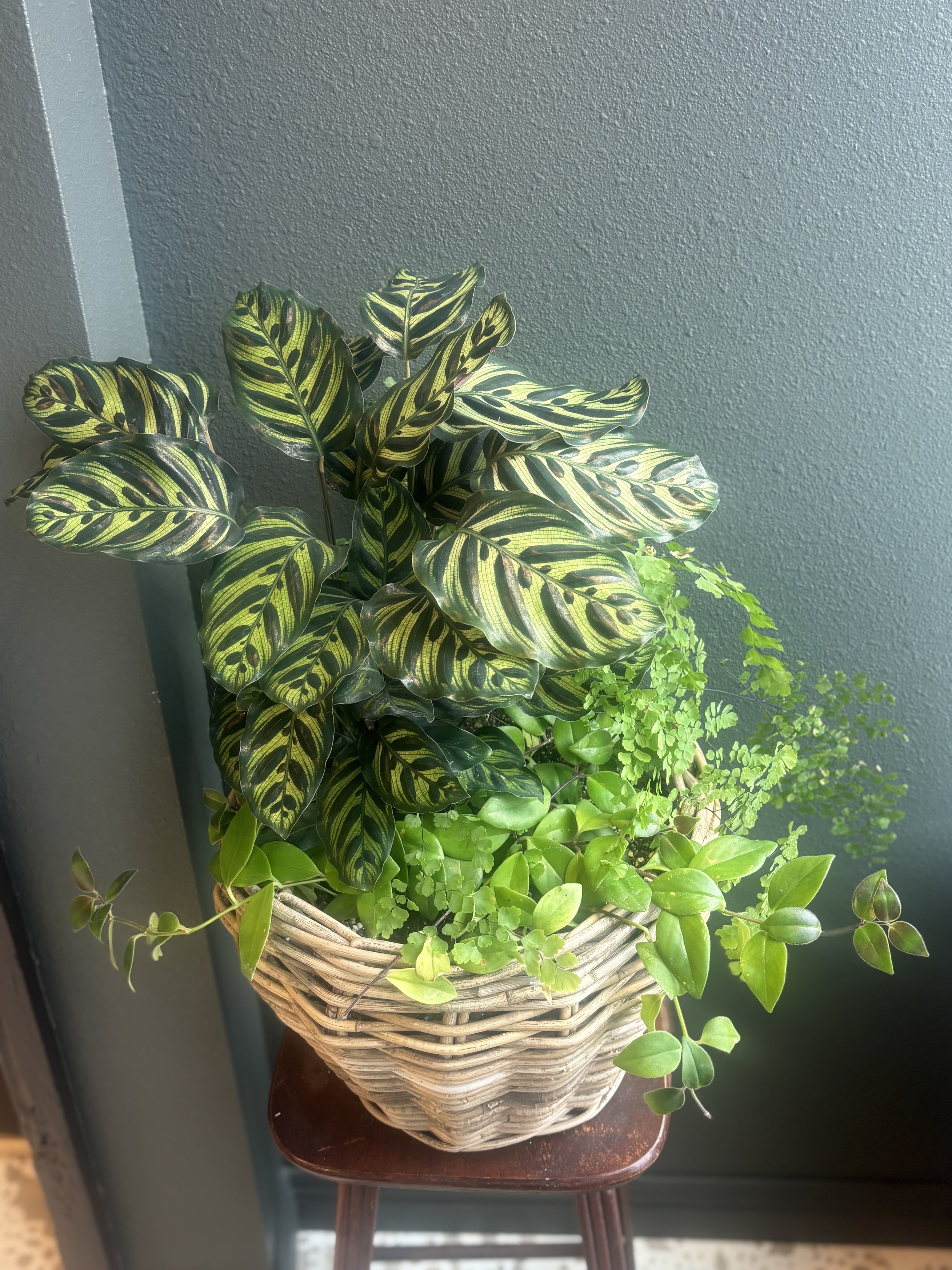 Modern Plant Basket