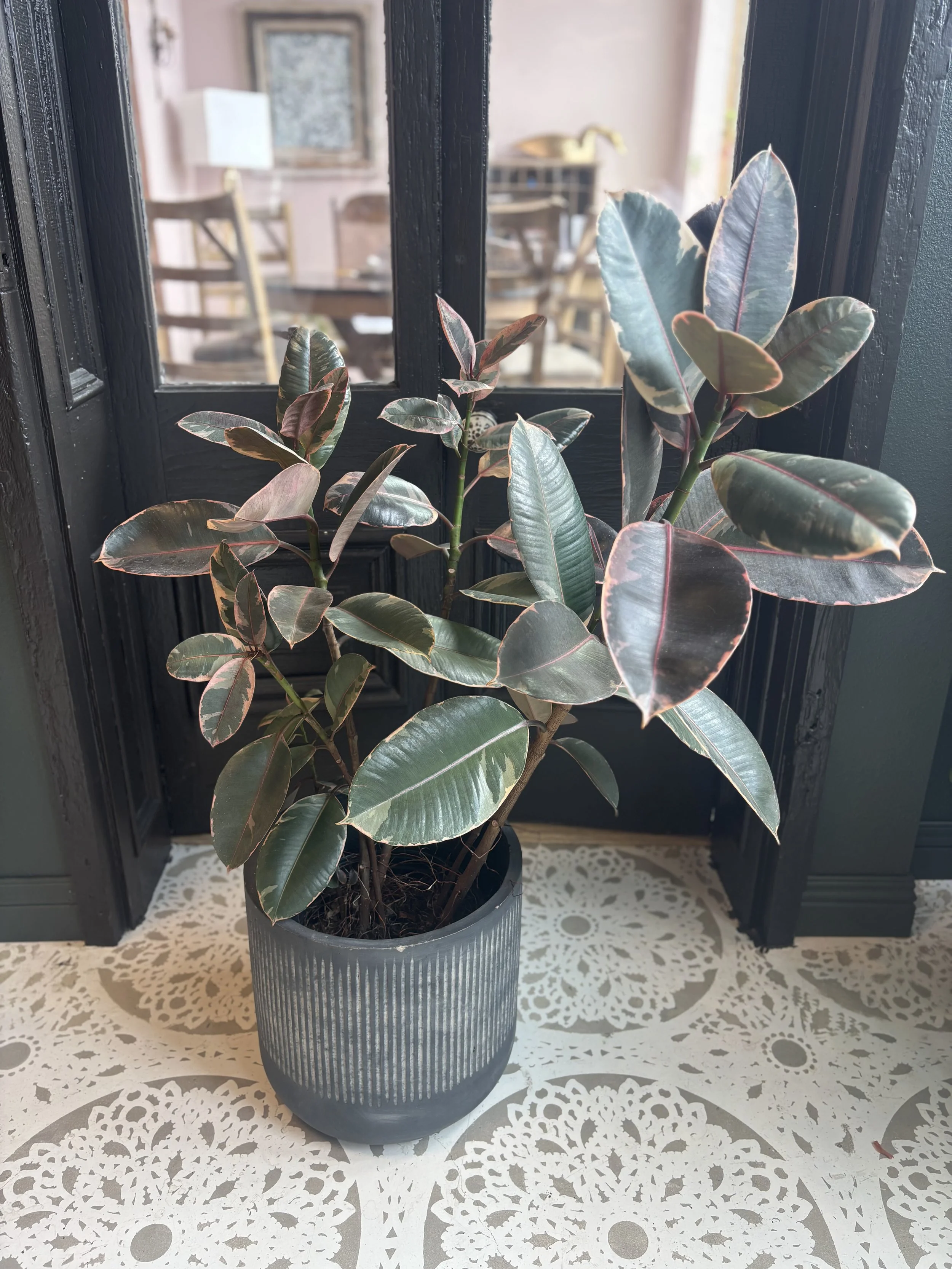ficus ruby grey pot.jpg