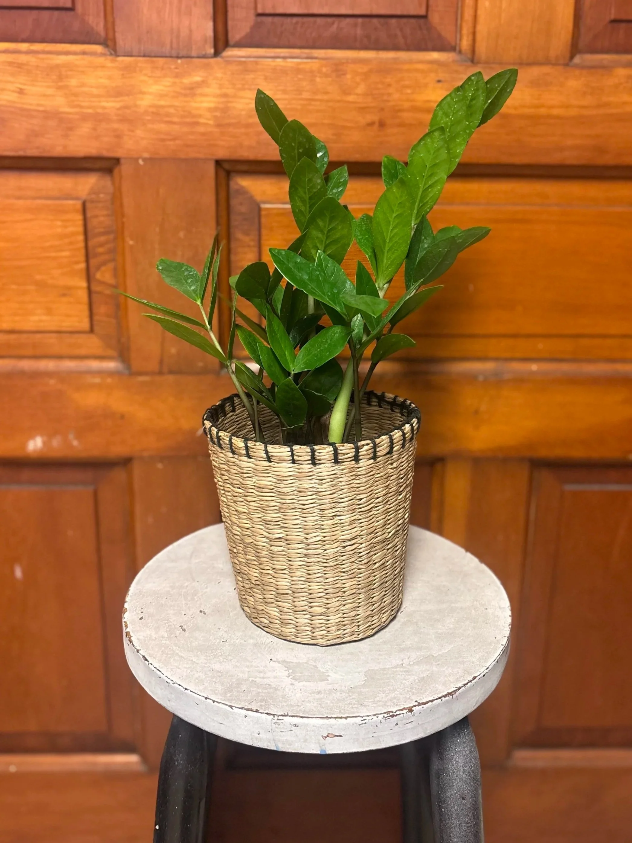 Medium Size ZZ Plant in Basket